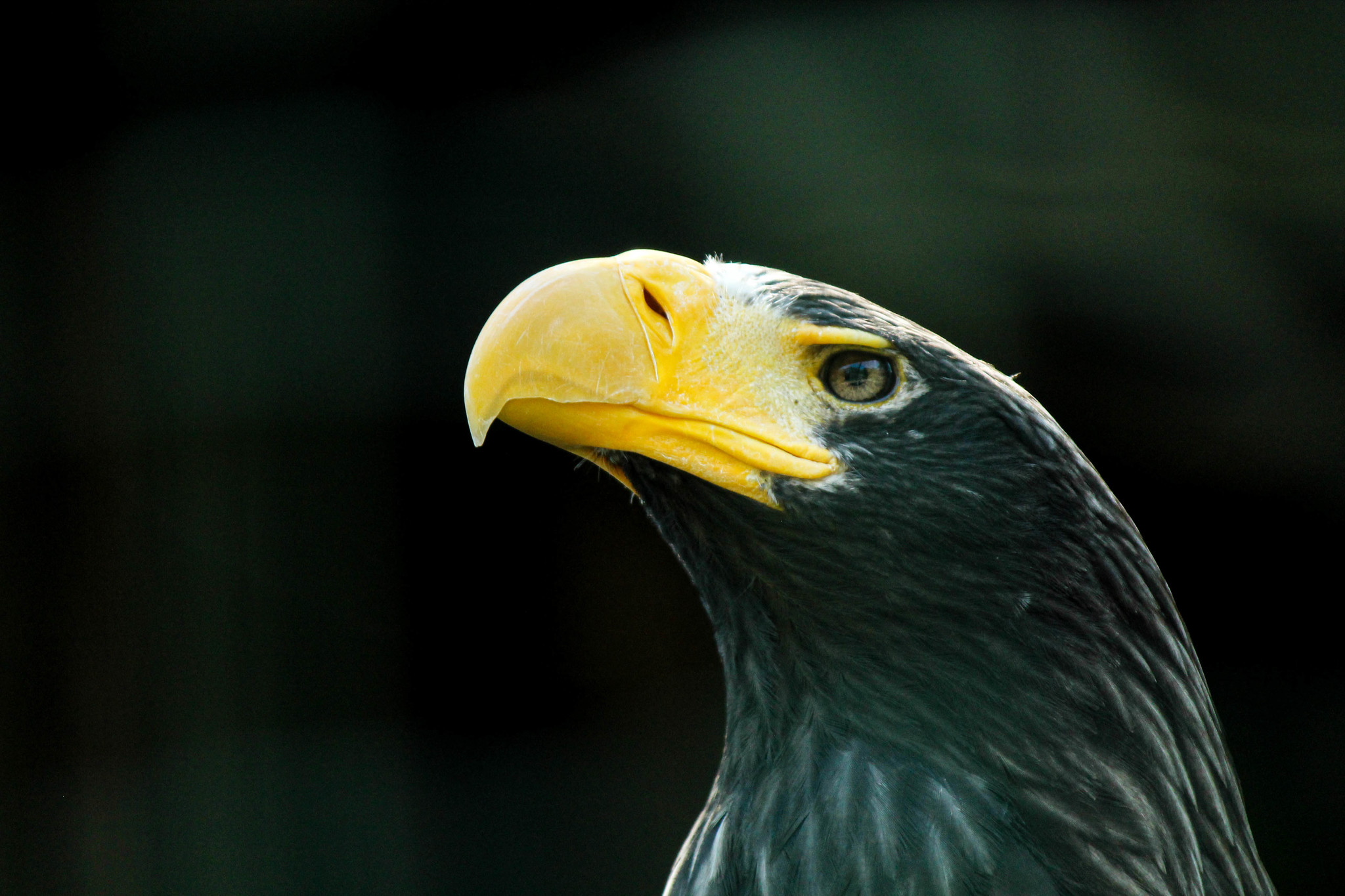 Tallinn Zoo - My, Zoo, , The photo, Longpost