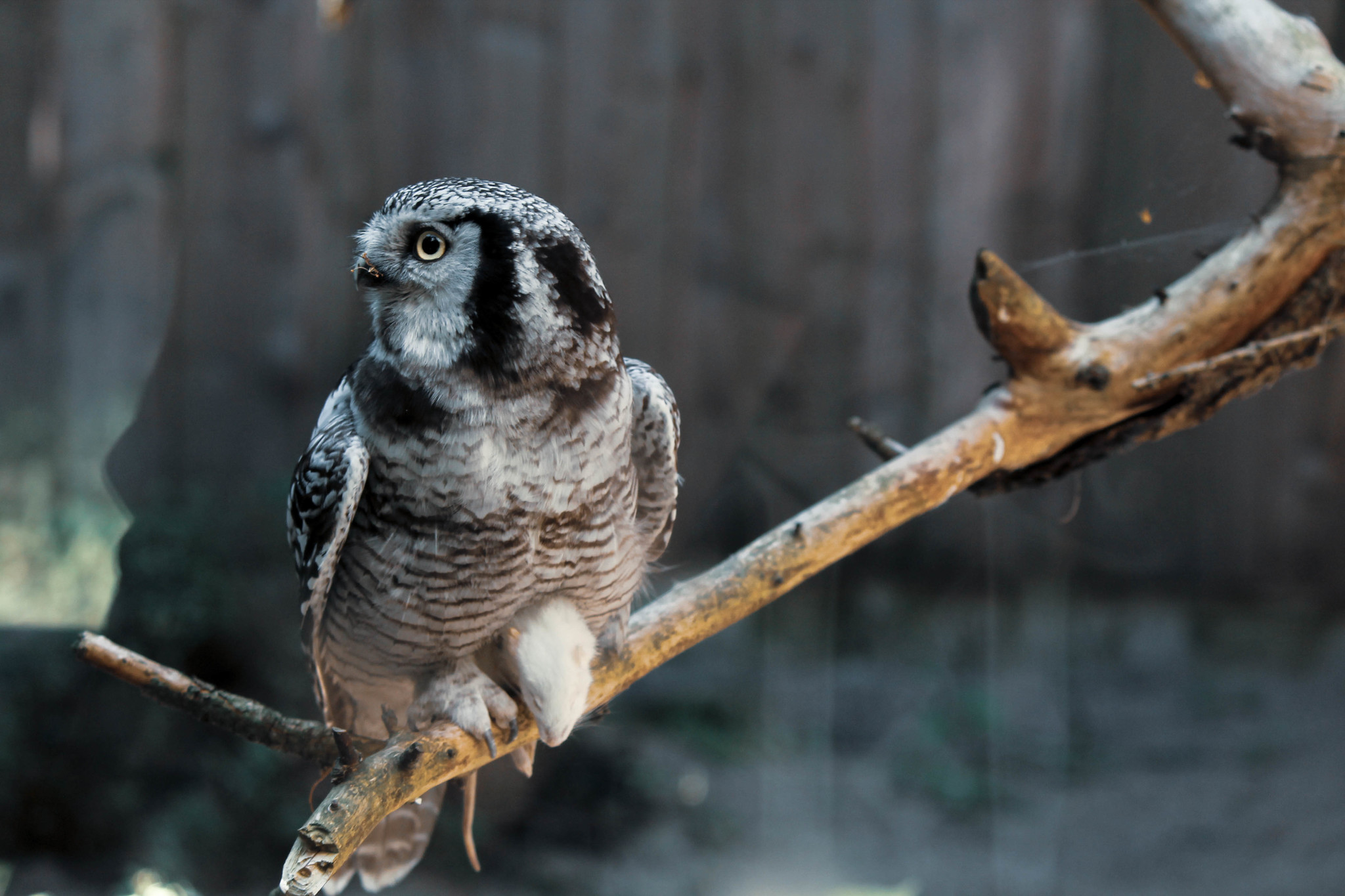 Tallinn Zoo - My, Zoo, , The photo, Longpost