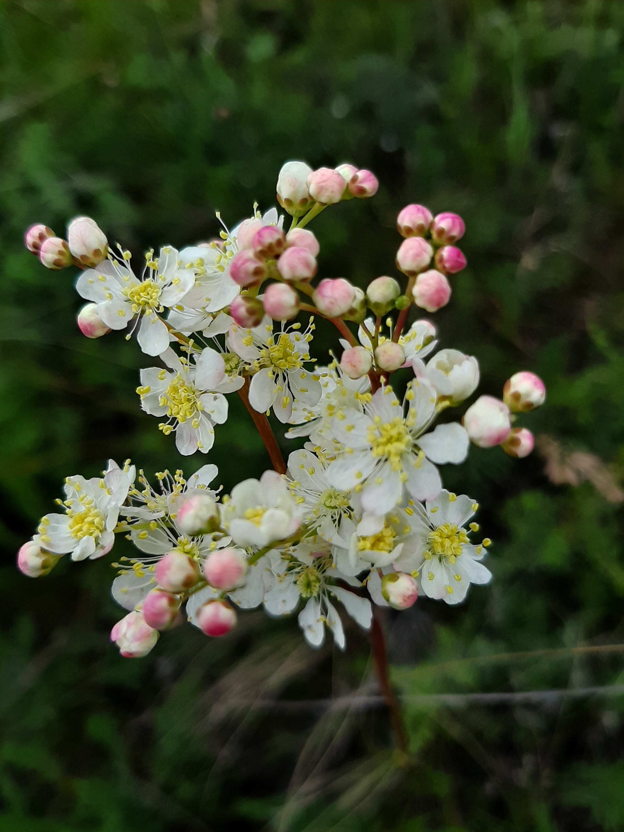 A bit of summer - My, Wildflowers, Butterfly, Longpost