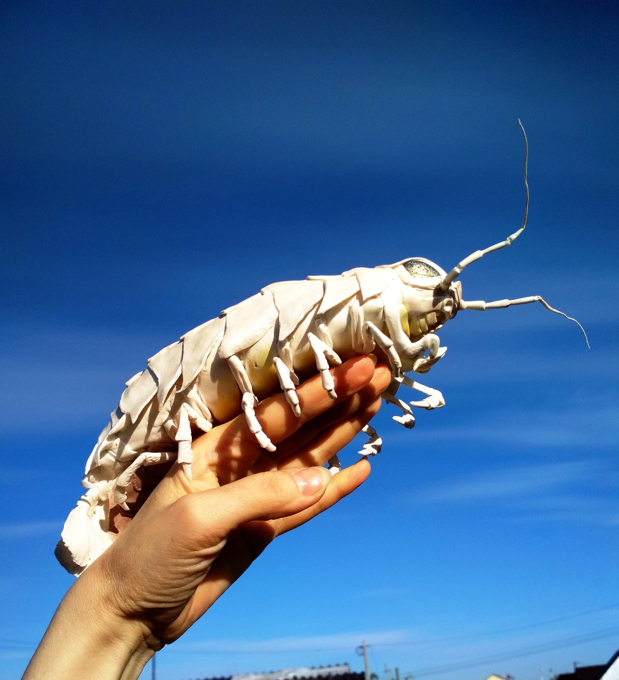 Iso-cushion of polymer clay. - My, Giant isopod, Isopod, Polymer clay, Longpost, Needlework without process