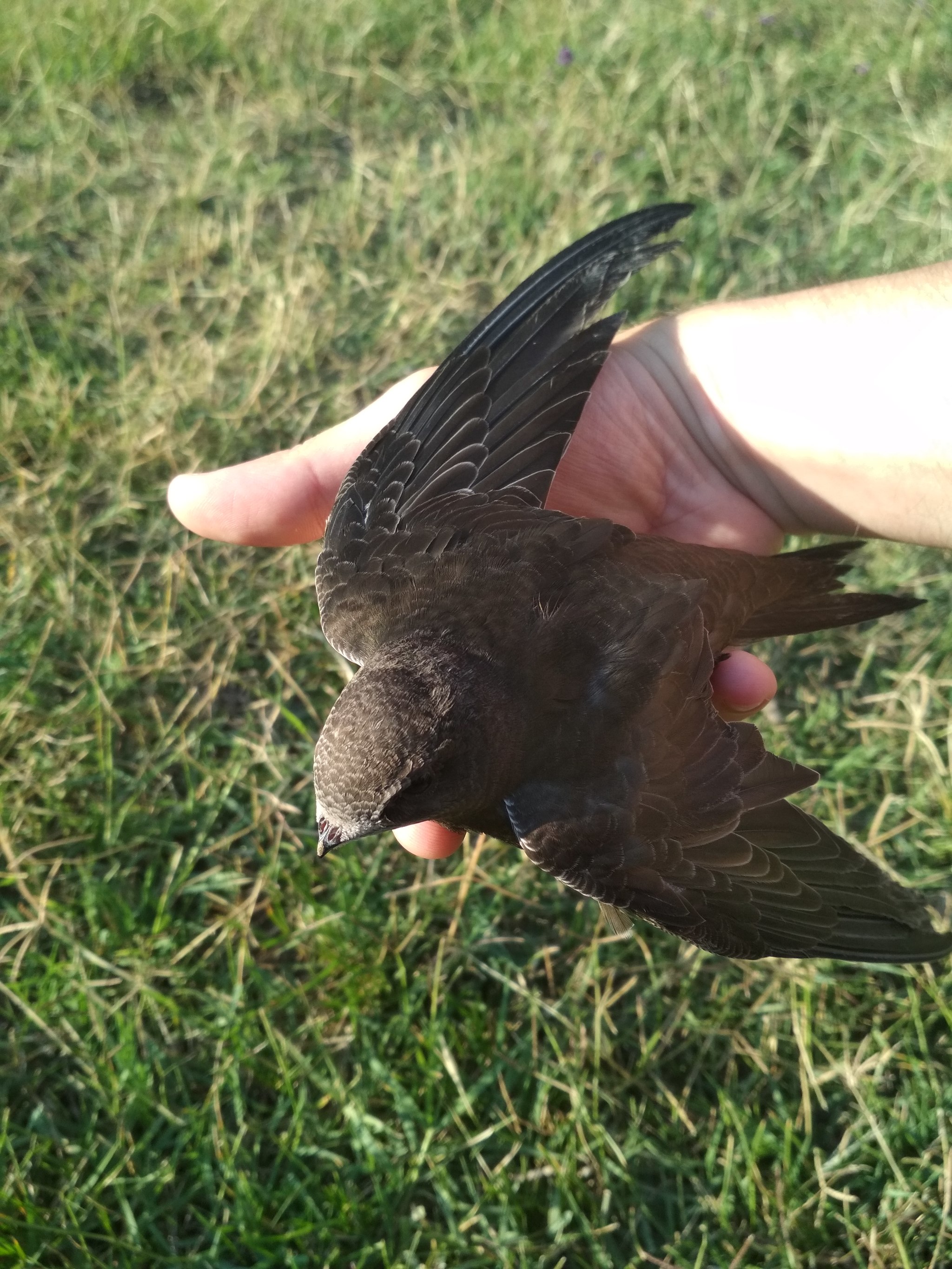 Looks like a haircut - My, What kind of bird?, Birds, Foundling, Longpost