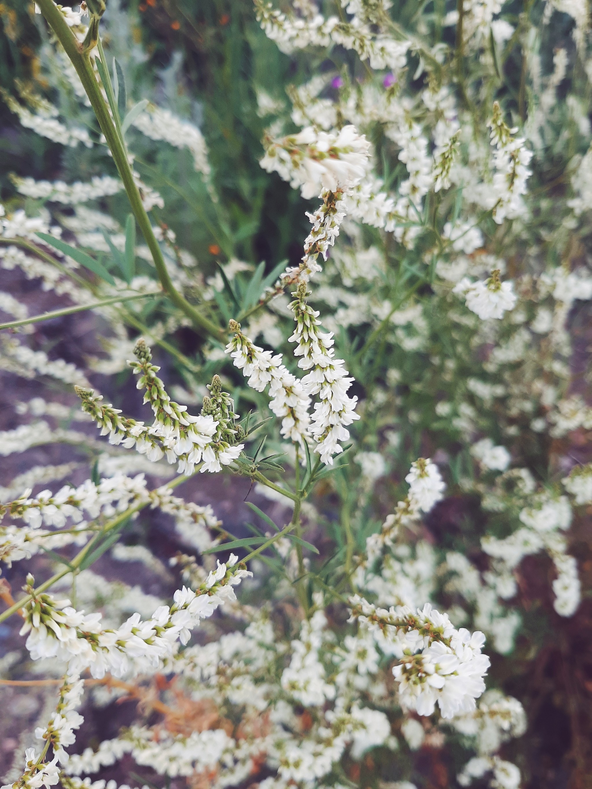 A bit of summer - My, Wildflowers, Butterfly, Longpost