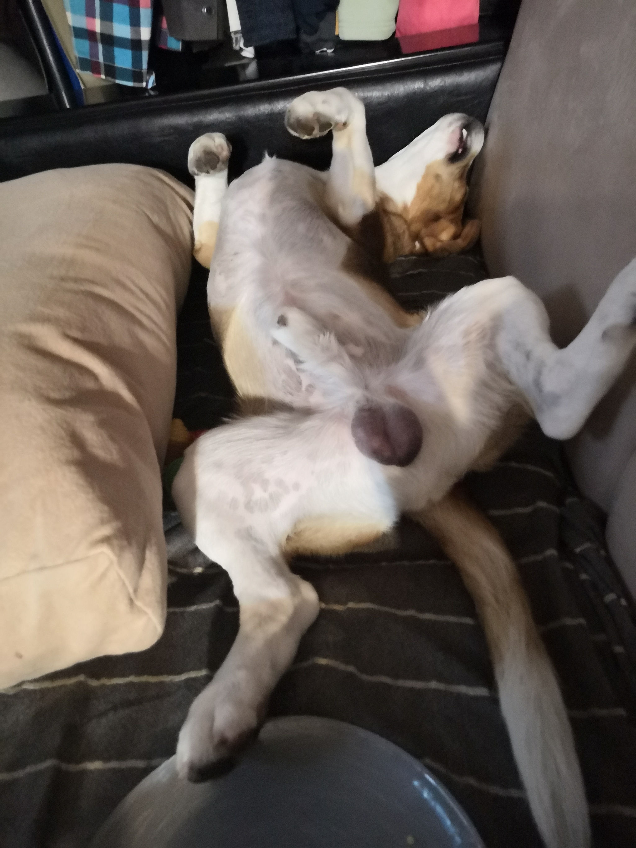 When a dog sleeps better than you - My, Dog, Dream, 