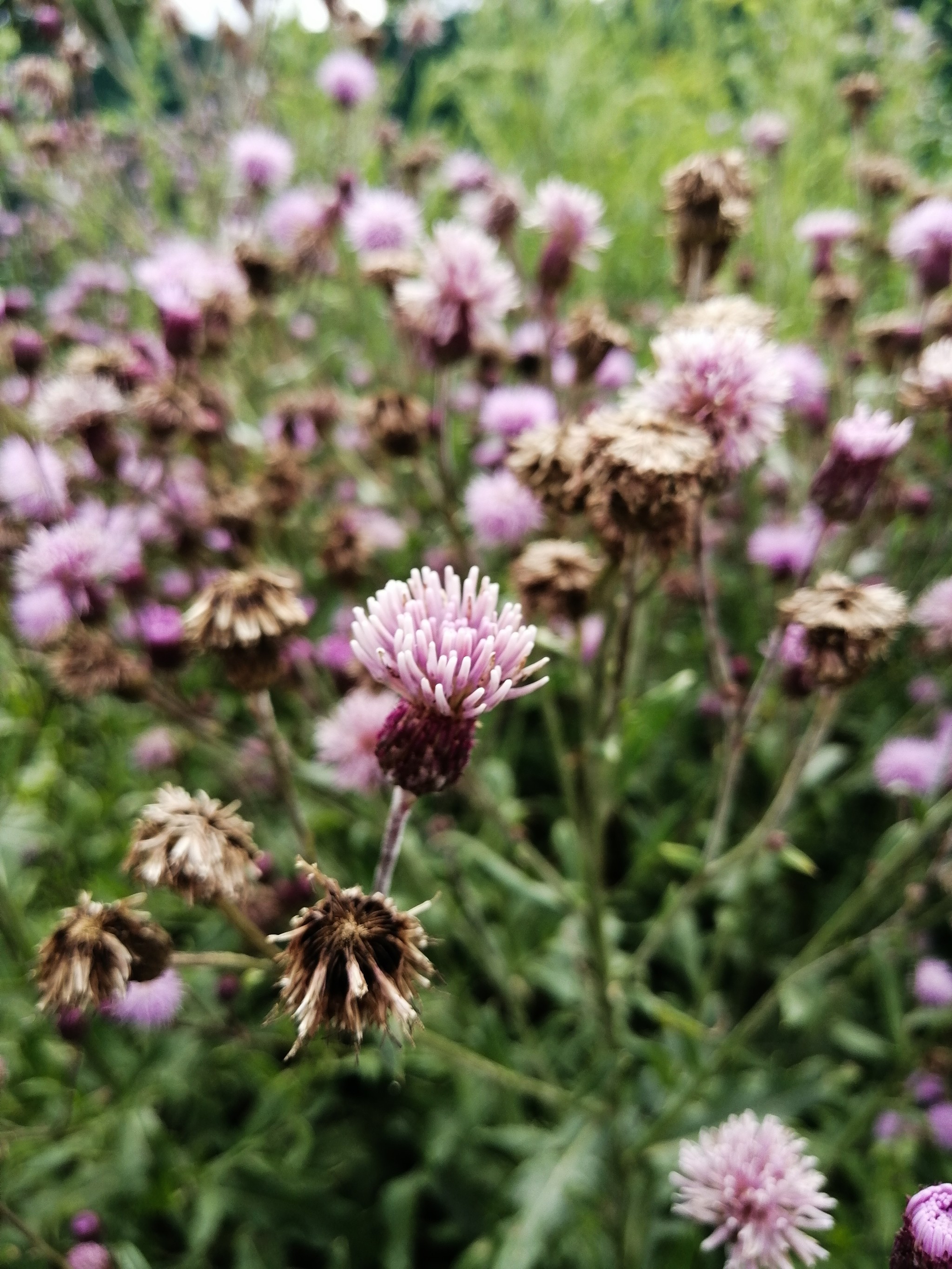 Just a little beauty, 3.0 - My, Plants, Botany, beauty, beauty of nature, Flowers, Wildflowers, Photo on sneaker, Longpost