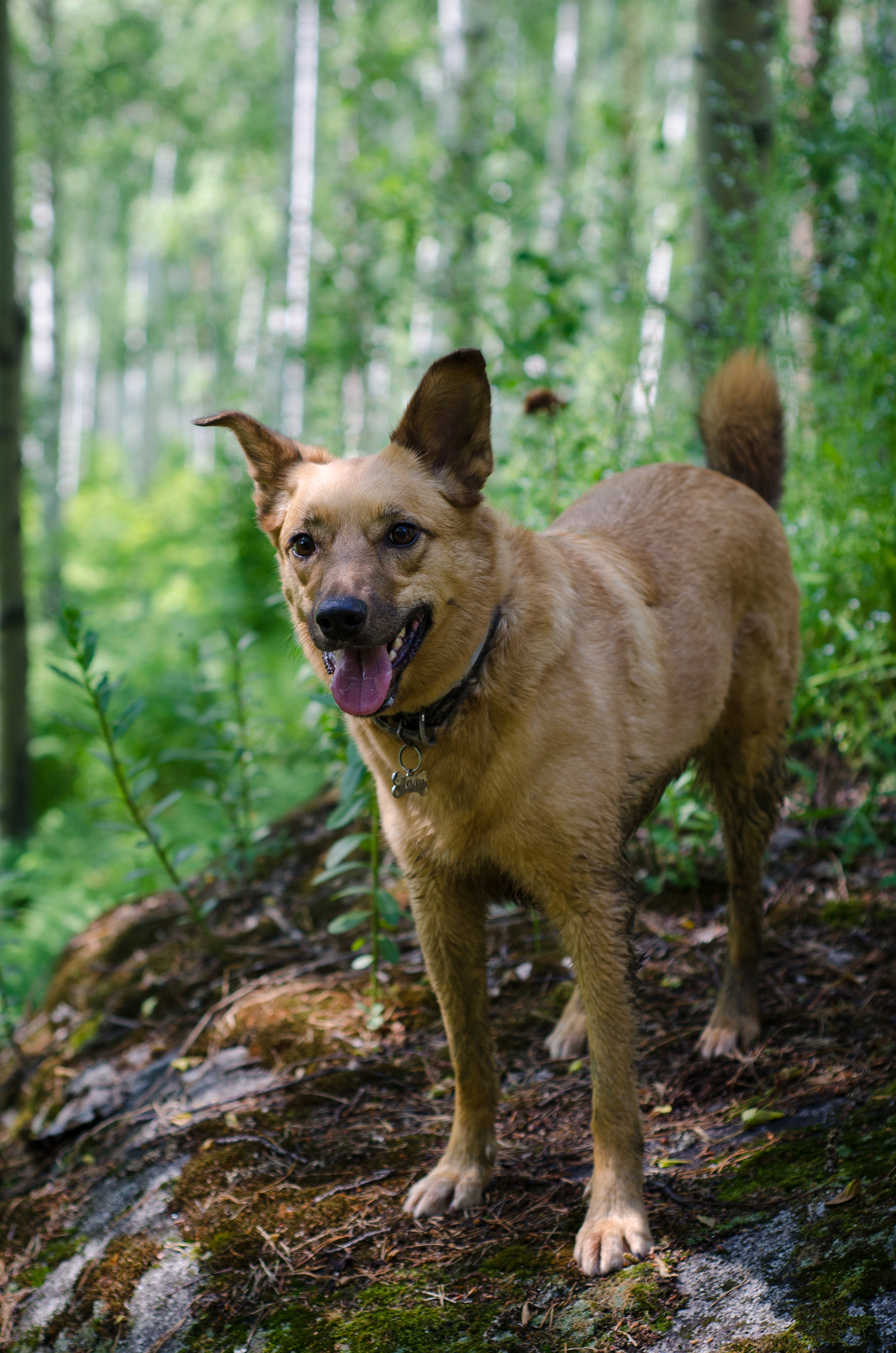 summer :) - My, Summer, Nature, Sunset, Starry sky, Dog, Mushrooms, Insects, The photo, Longpost