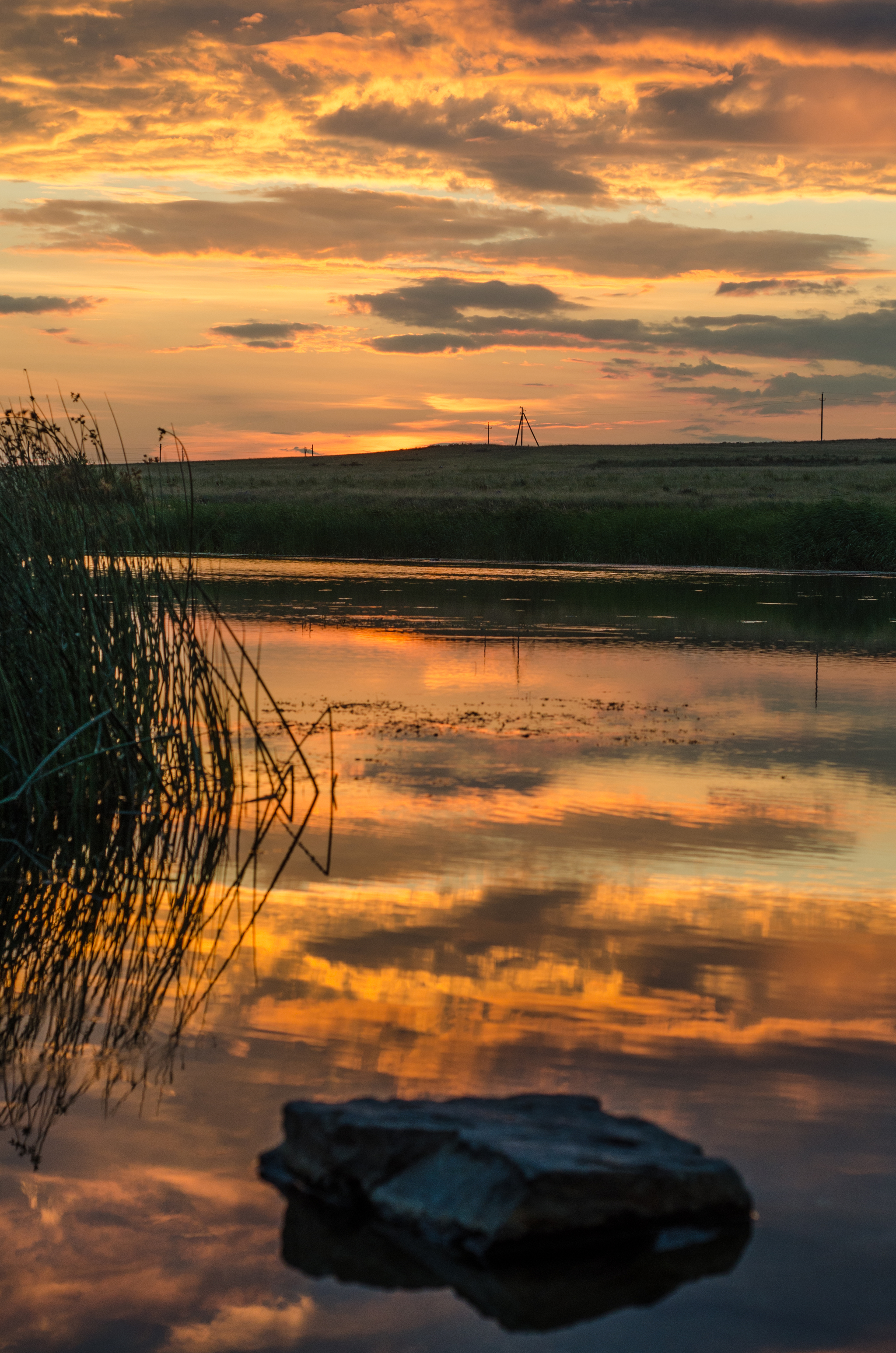 summer :) - My, Summer, Nature, Sunset, Starry sky, Dog, Mushrooms, Insects, The photo, Longpost