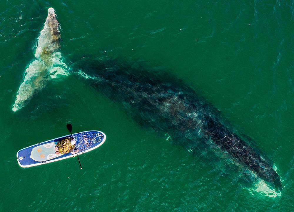 One of the polar whales in Wrangel Bay - My, The photo, Nature, Sea of ??Okhotsk