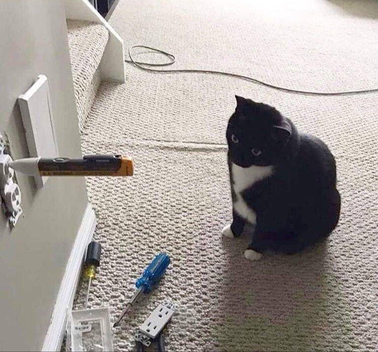 When he called an electrician, and he has paws .. - Repair, cat, Power socket, Electricity, Screwdriver, The photo