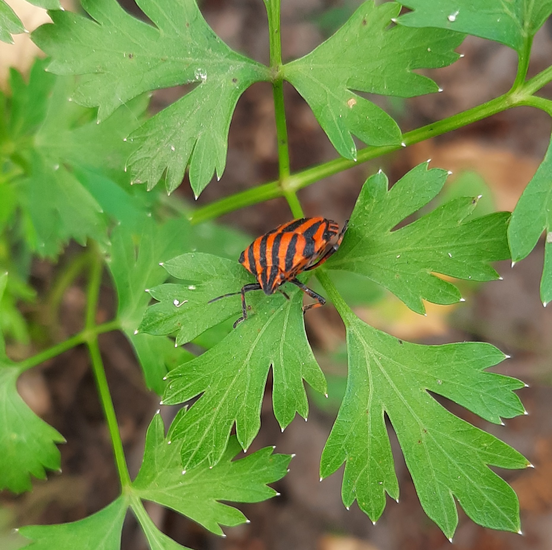 Photo session for insects - My, Insects, The photo, Entomology, Жуки, Longpost