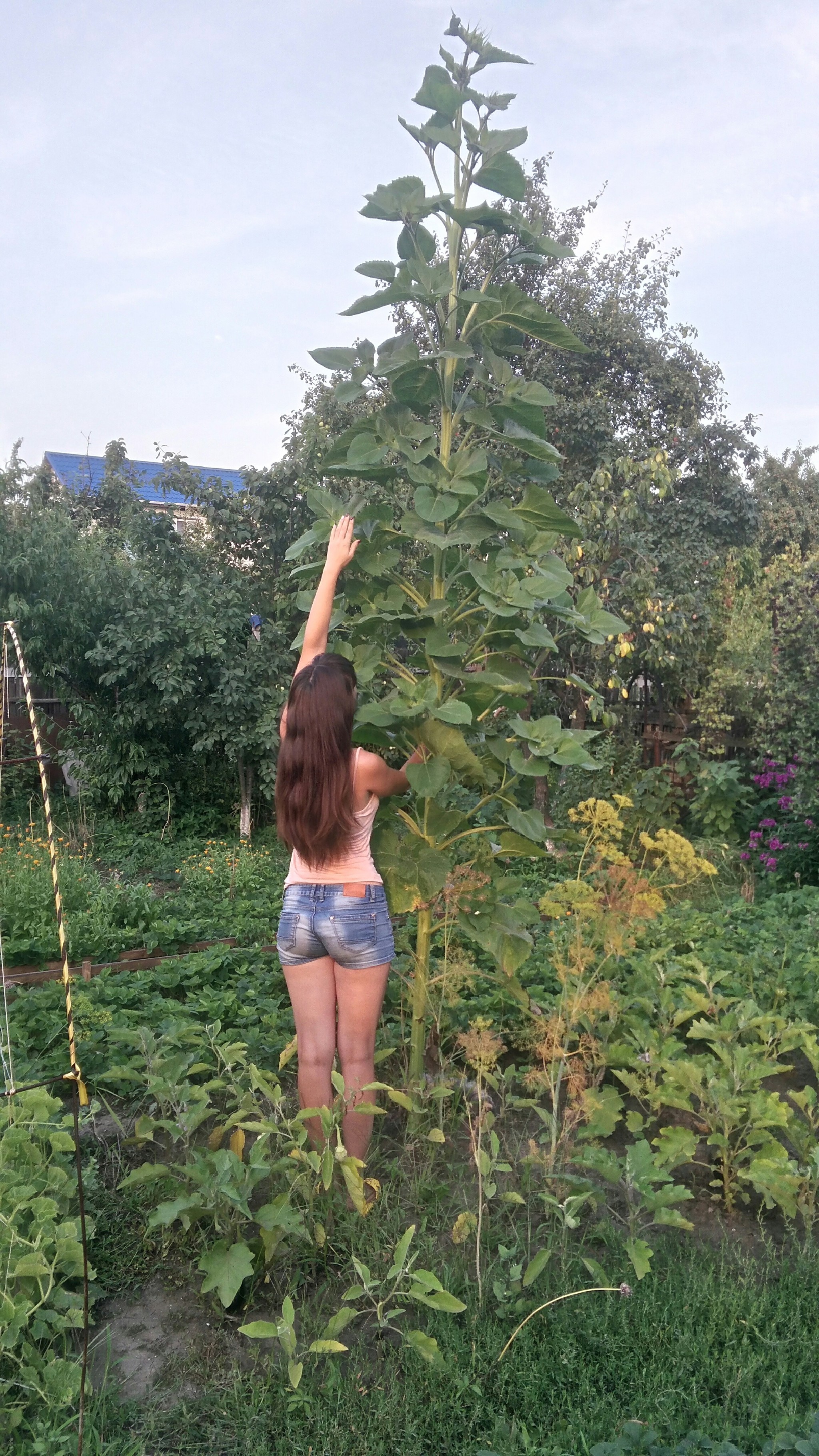 sunflower overgrowth - My, Dacha, Summer, Giants