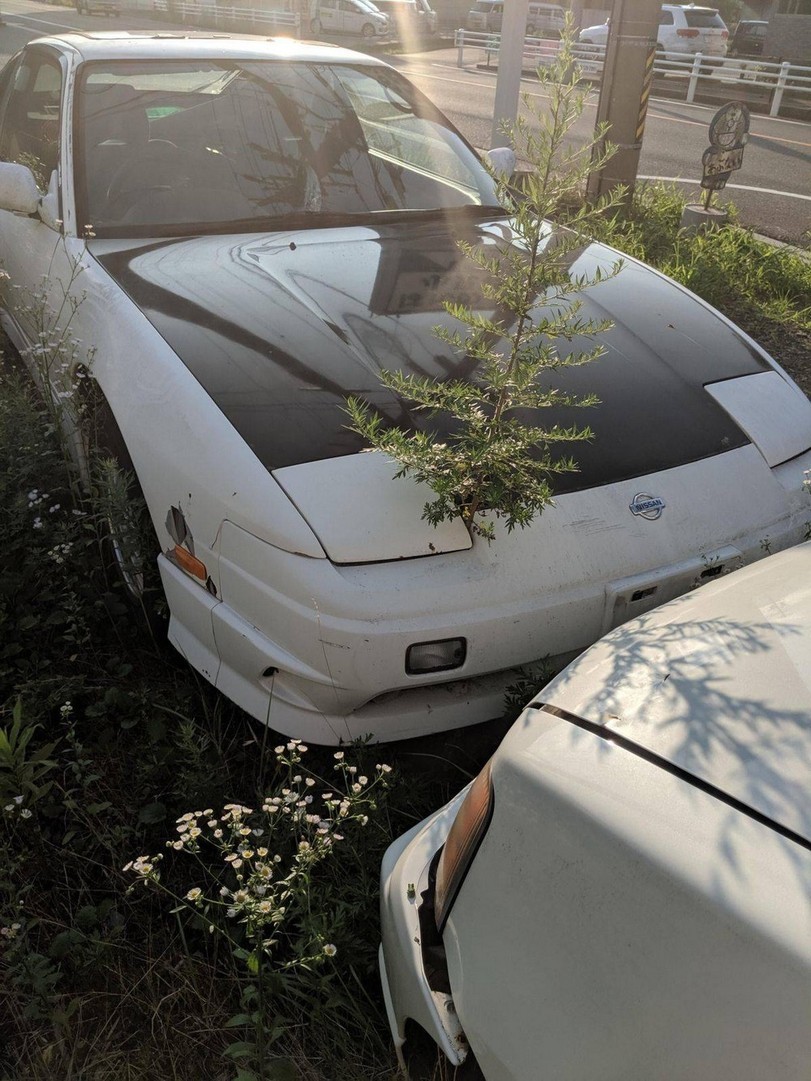 sprouted - Auto, Abandoned, Cheerfulness, Plants, The photo