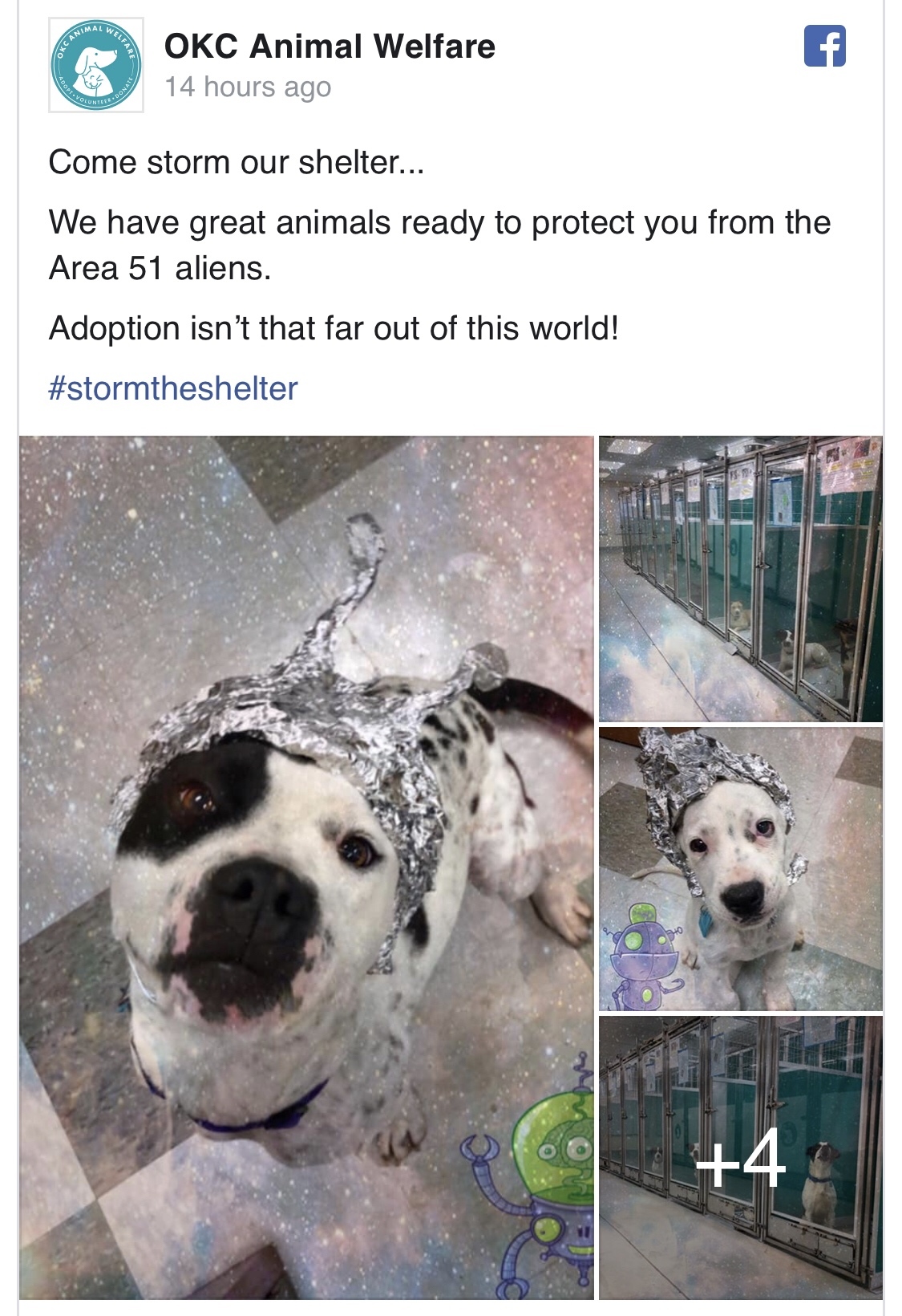 The animal shelter is under attack. - Animal shelter, Zone 51, Humor, Milota, Longpost, cat, Dog, Foil hat