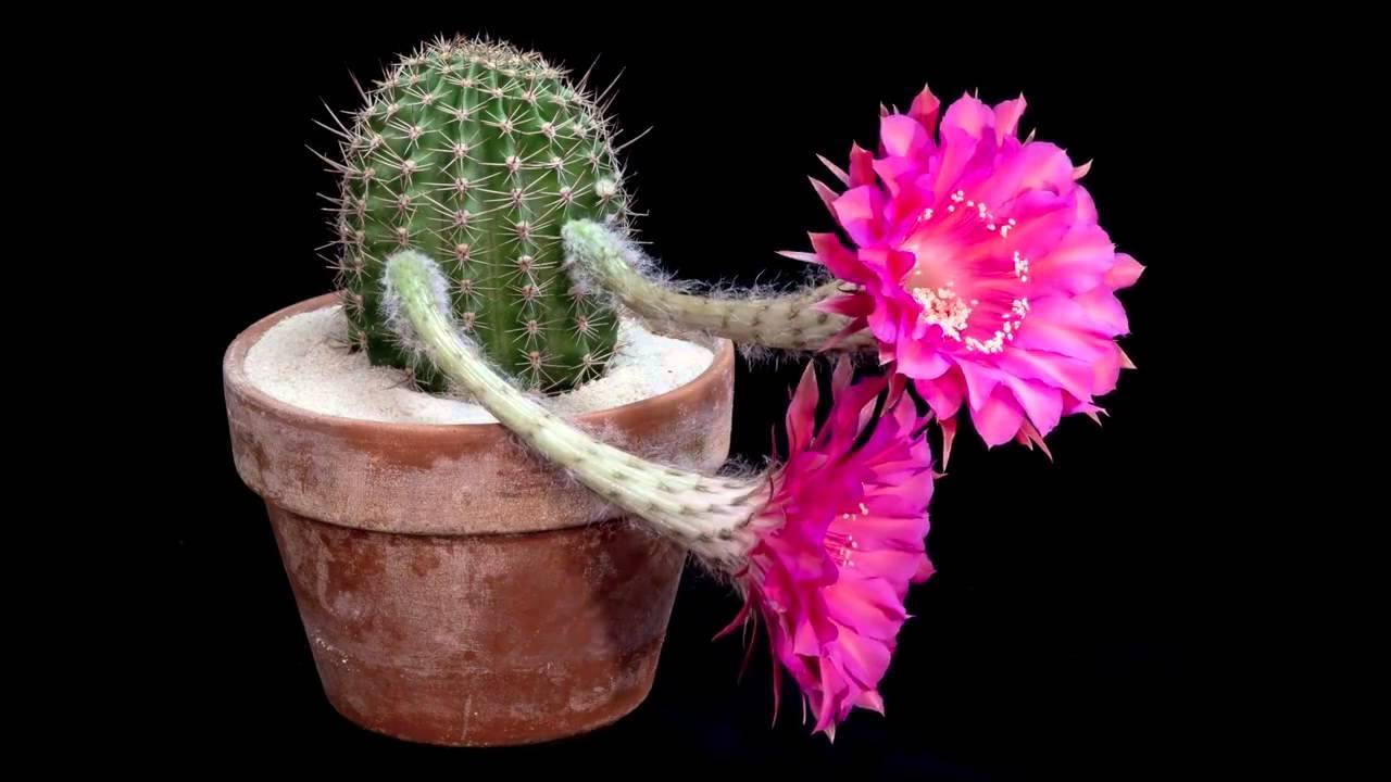 About cactus. Briefly. - My, Story, Cactus, Bloom, 5 years, Knee, Longpost