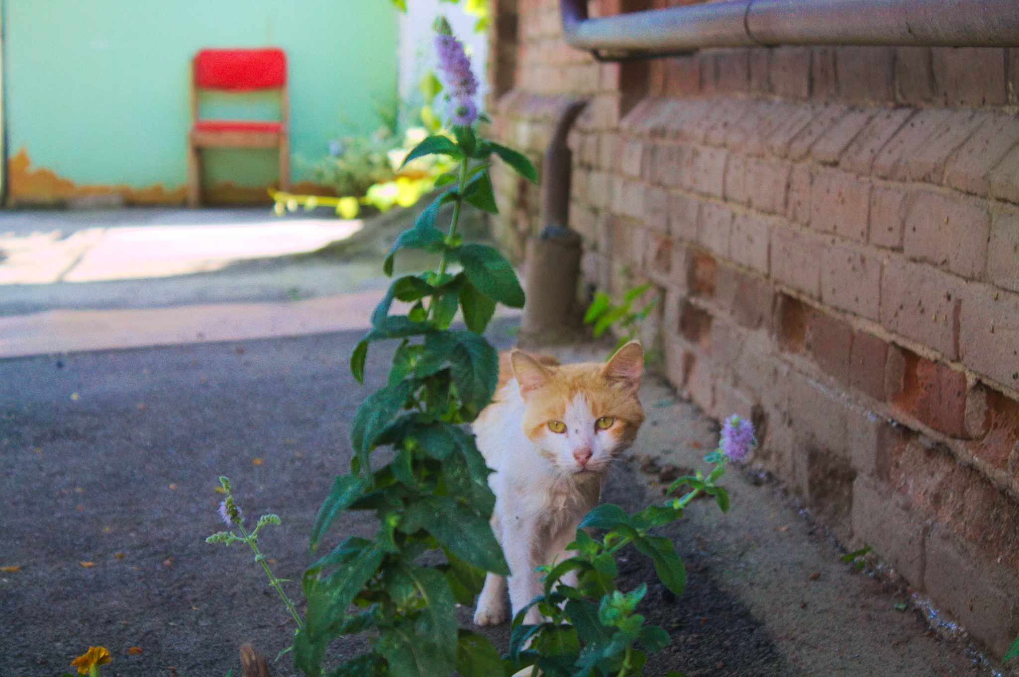 Kuban Istanbul, or where cats live in Krasnodar - My, Krasnodar, cat, The photo, Longpost