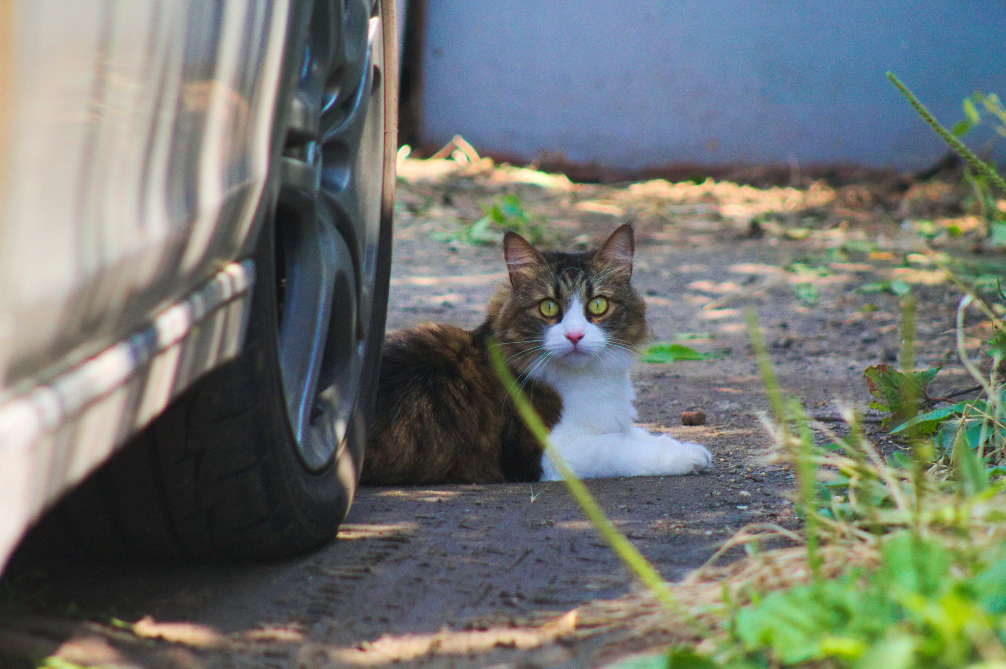 Kuban Istanbul, or where cats live in Krasnodar - My, Krasnodar, cat, The photo, Longpost