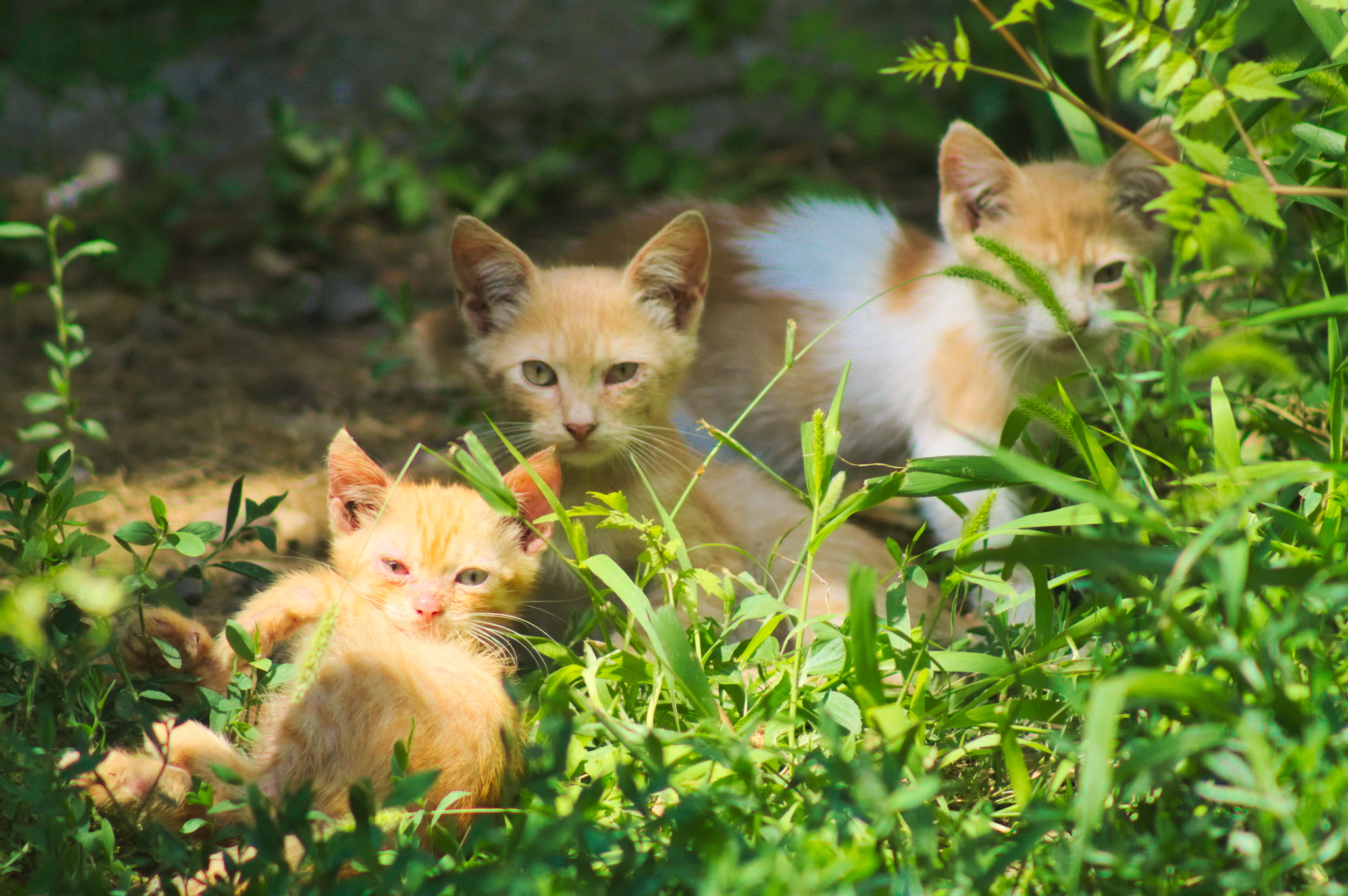 Kuban Istanbul, or where cats live in Krasnodar - My, Krasnodar, cat, The photo, Longpost