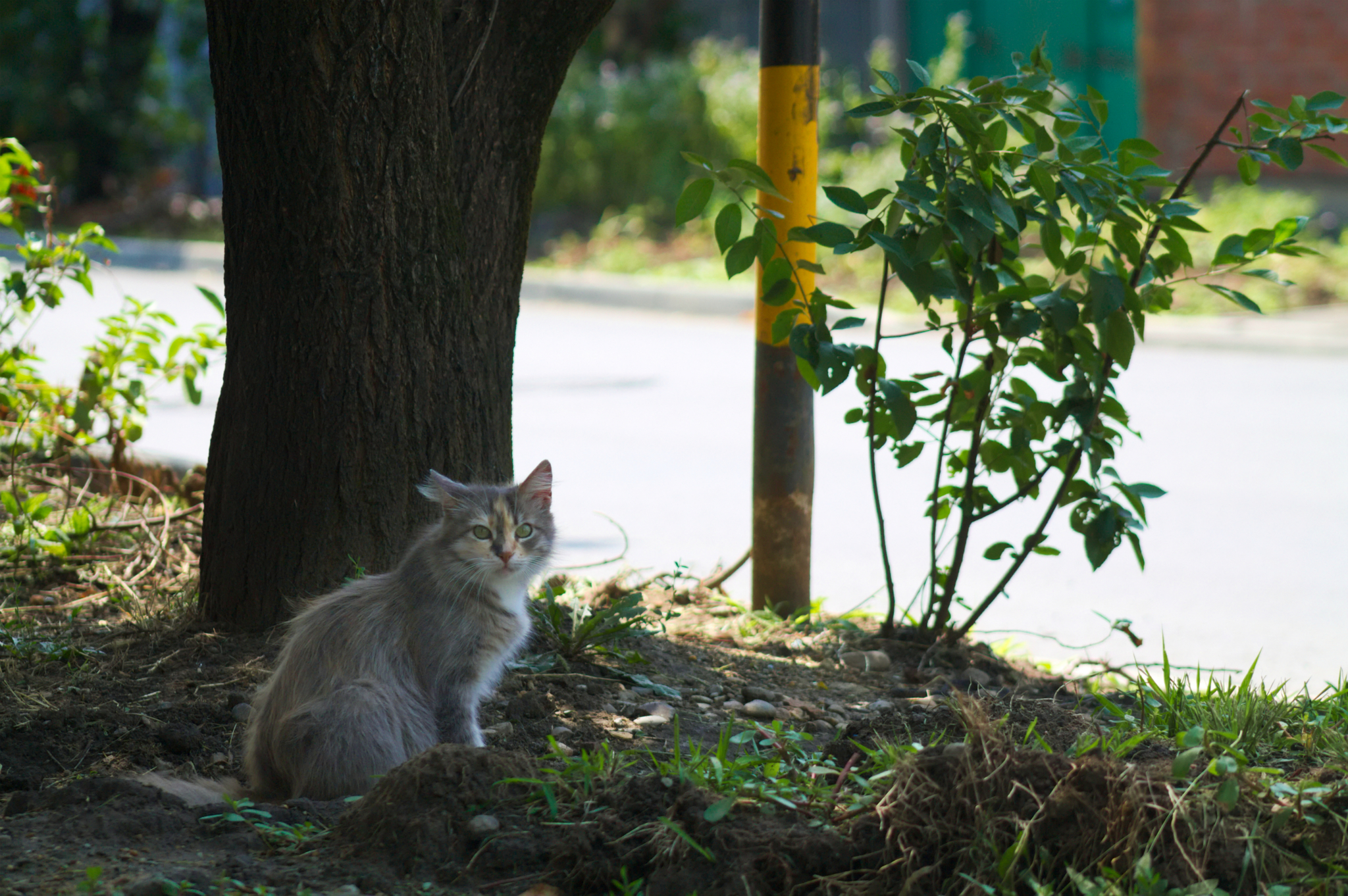 Kuban Istanbul, or where cats live in Krasnodar - My, Krasnodar, cat, The photo, Longpost