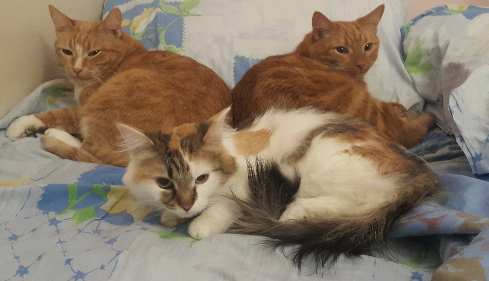 Family - My, Catomafia, cat, Tricolor cat, Cat lovers