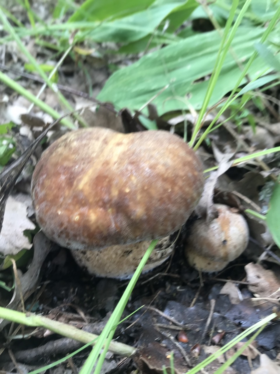 After the rain - My, Mushrooms, Boletus, Porcini, Silent hunt, Mushroom pickers, Forest, Longpost