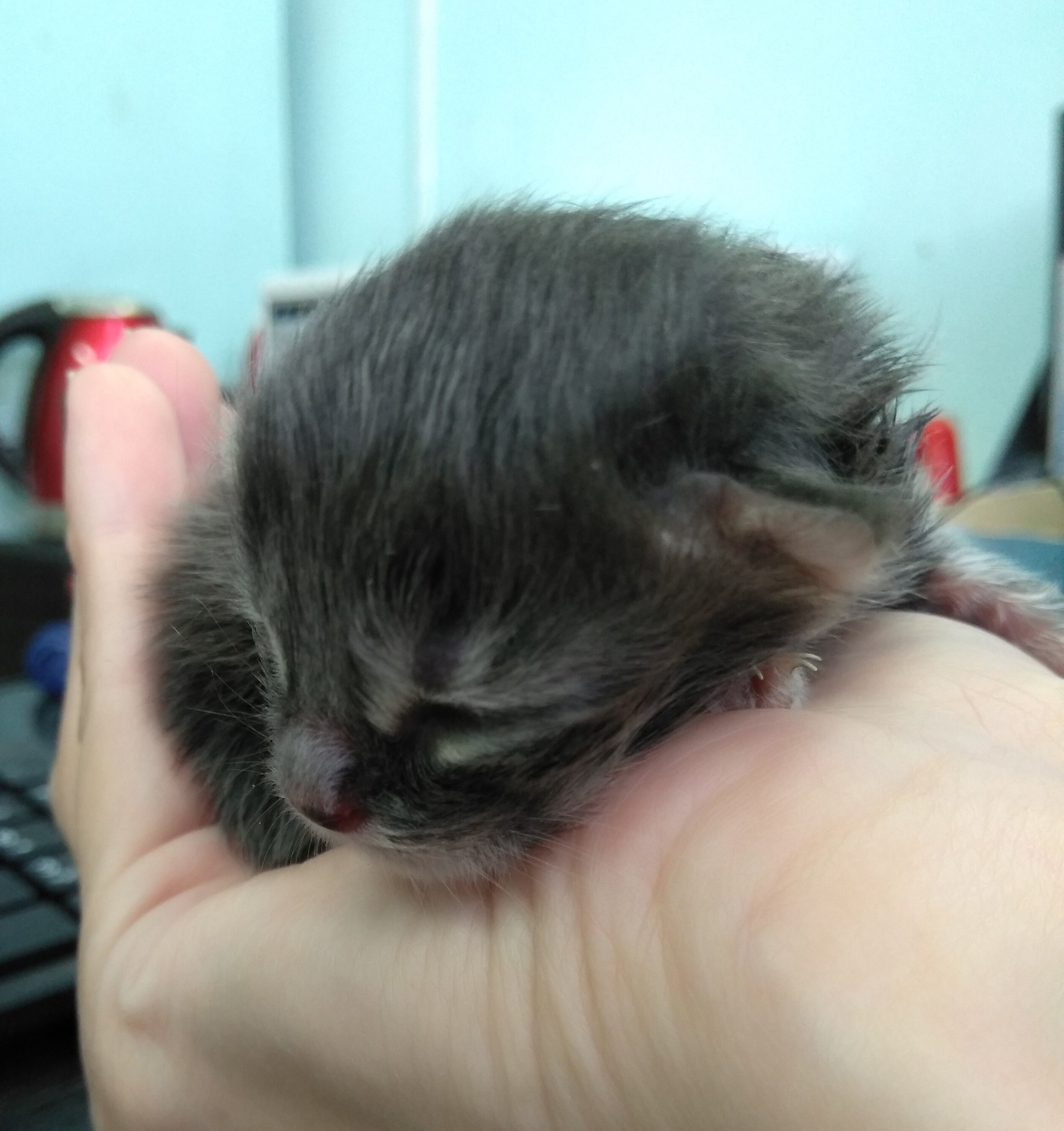 Tikhoretsk. Newborn Kittens. Looking for a lactating cat. - My, Tikhoretsk, Tikhoretsk district, Help, Kittens, cat, Help me find, No rating, Helping animals