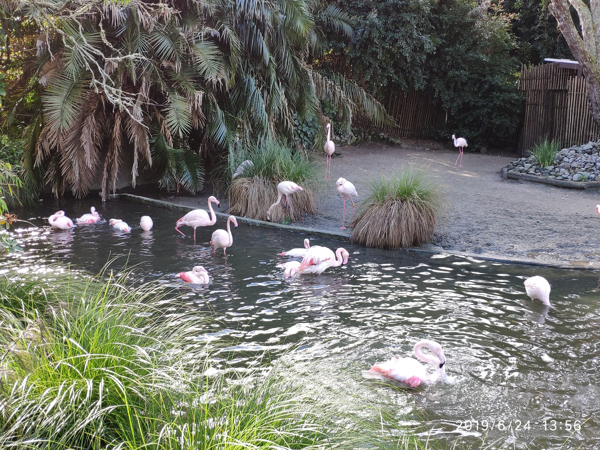 Auckland Zoo. - My, New Zealand, Zoo, Nature, Walk, Longpost