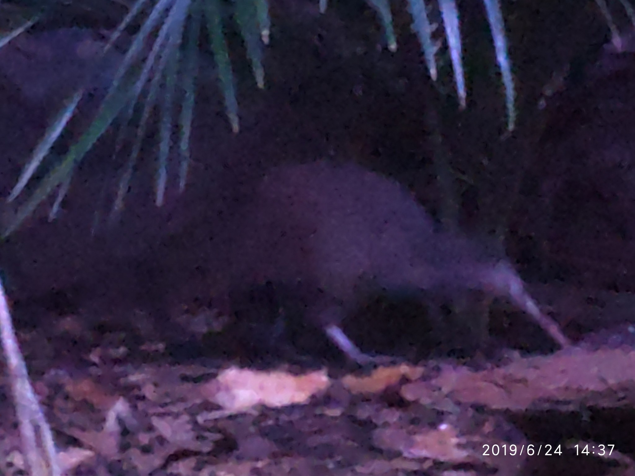 Auckland Zoo. - My, New Zealand, Zoo, Nature, Walk, Longpost