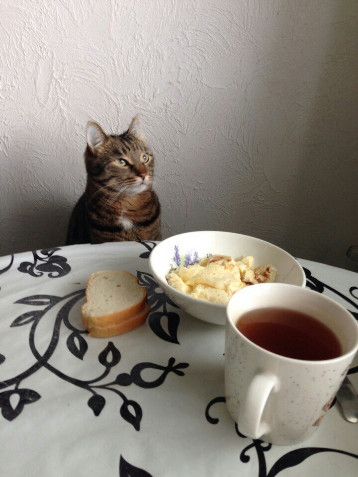 Breakfast with a person - My, Catomafia, Everyday, Philosophy, cat