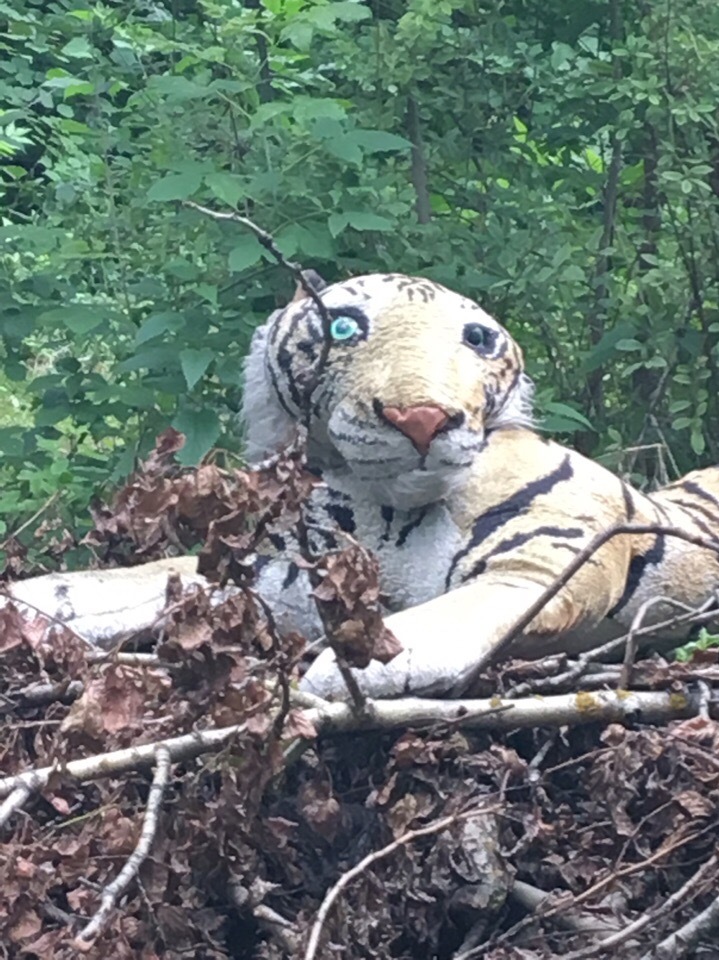 You go home like this after drinking, and suddenly - My, a lion, Tiger, Do not drink, Longpost