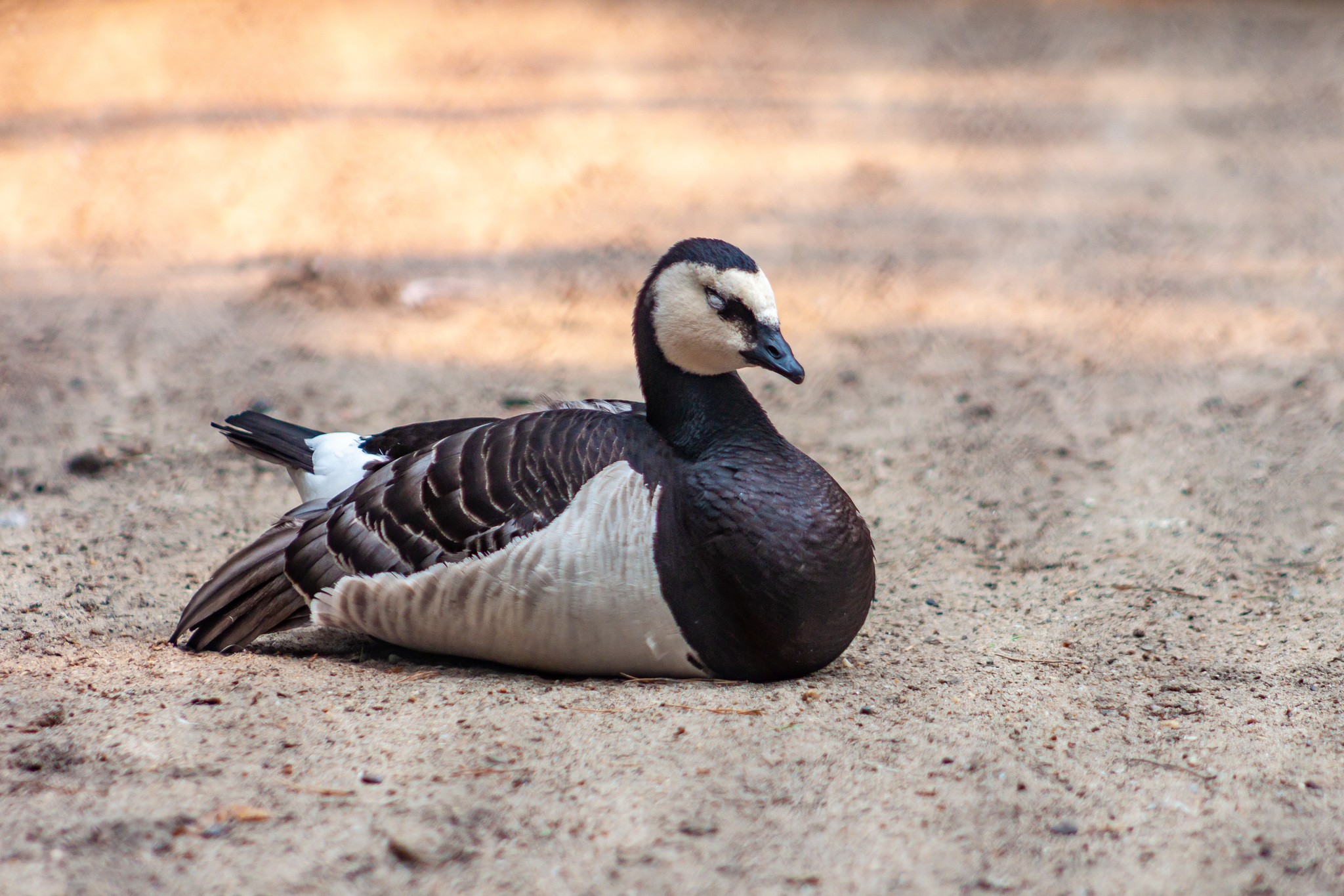 Walk around the Novosibirsk Zoo named after Rostislav Alexandrovich Shilo - My, Novosibirsk Zoo, Walk, Photo hunting, Animals, Longpost