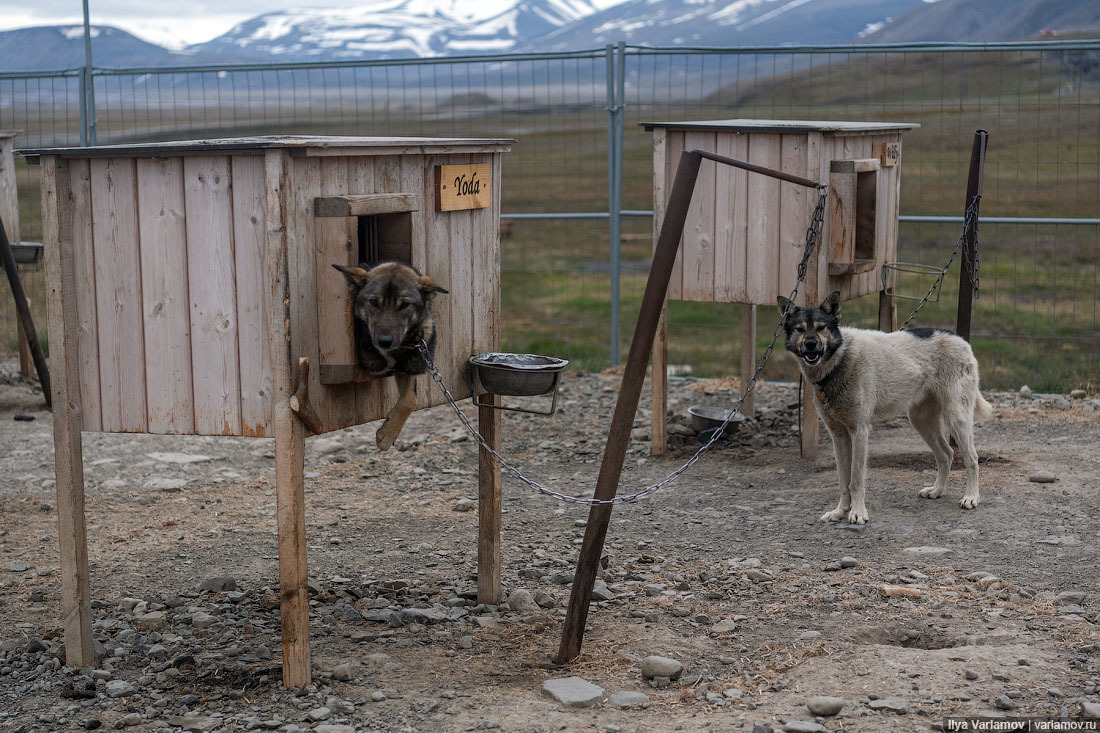 Svalbard: almost ours - My, Norway, Island, Nature, Travels, Spitsbergen, Longpost