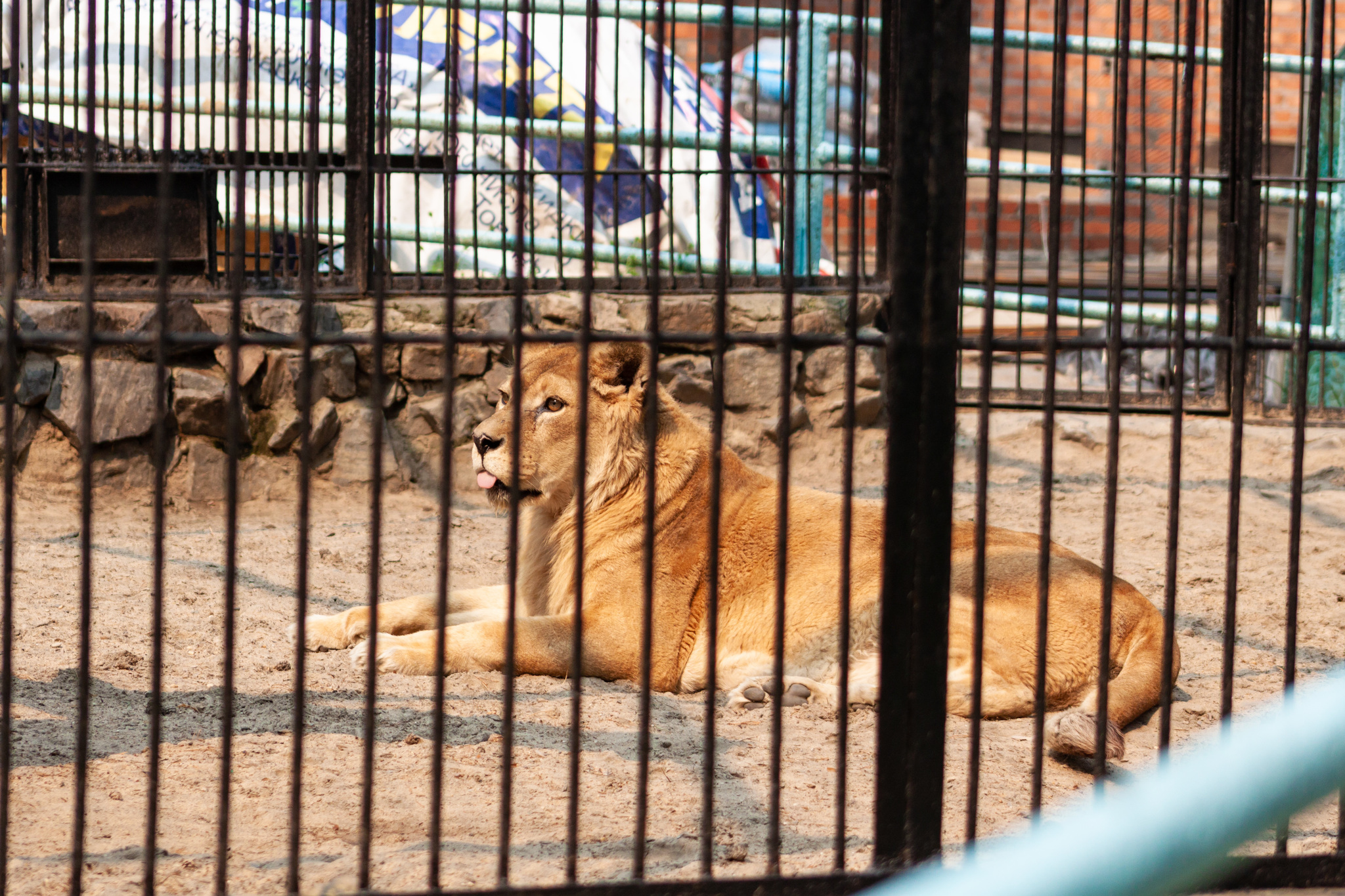 Walk around the Novosibirsk Zoo named after Rostislav Alexandrovich Shilo - My, Novosibirsk Zoo, Walk, Photo hunting, Animals, Longpost