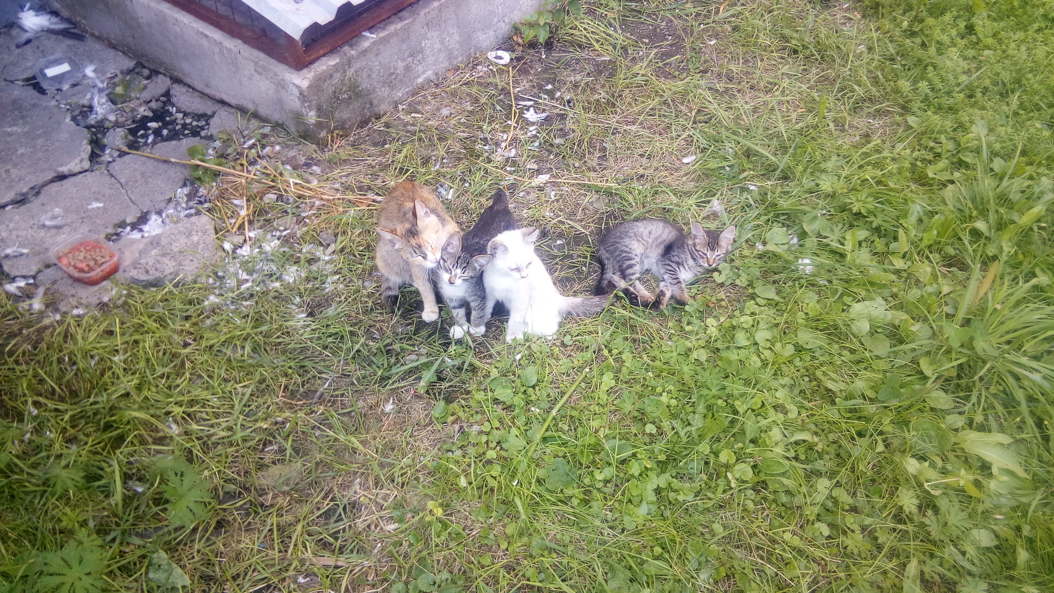 Cats for free. - cat, Kittens, Nizhny Novgorod, Longpost, Looking for a master, In good hands