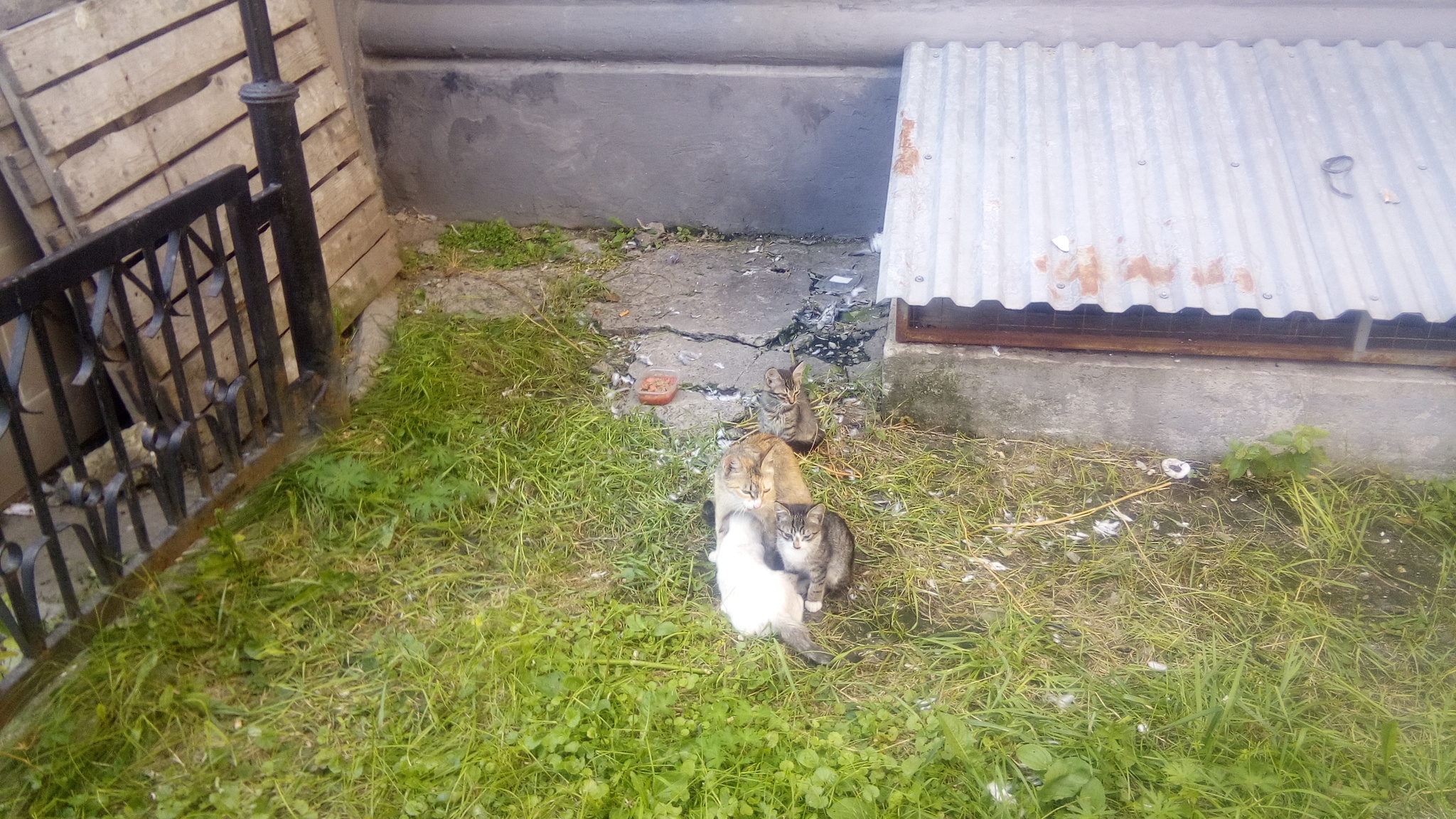 Cats for free. - cat, Kittens, Nizhny Novgorod, Longpost, Looking for a master, In good hands