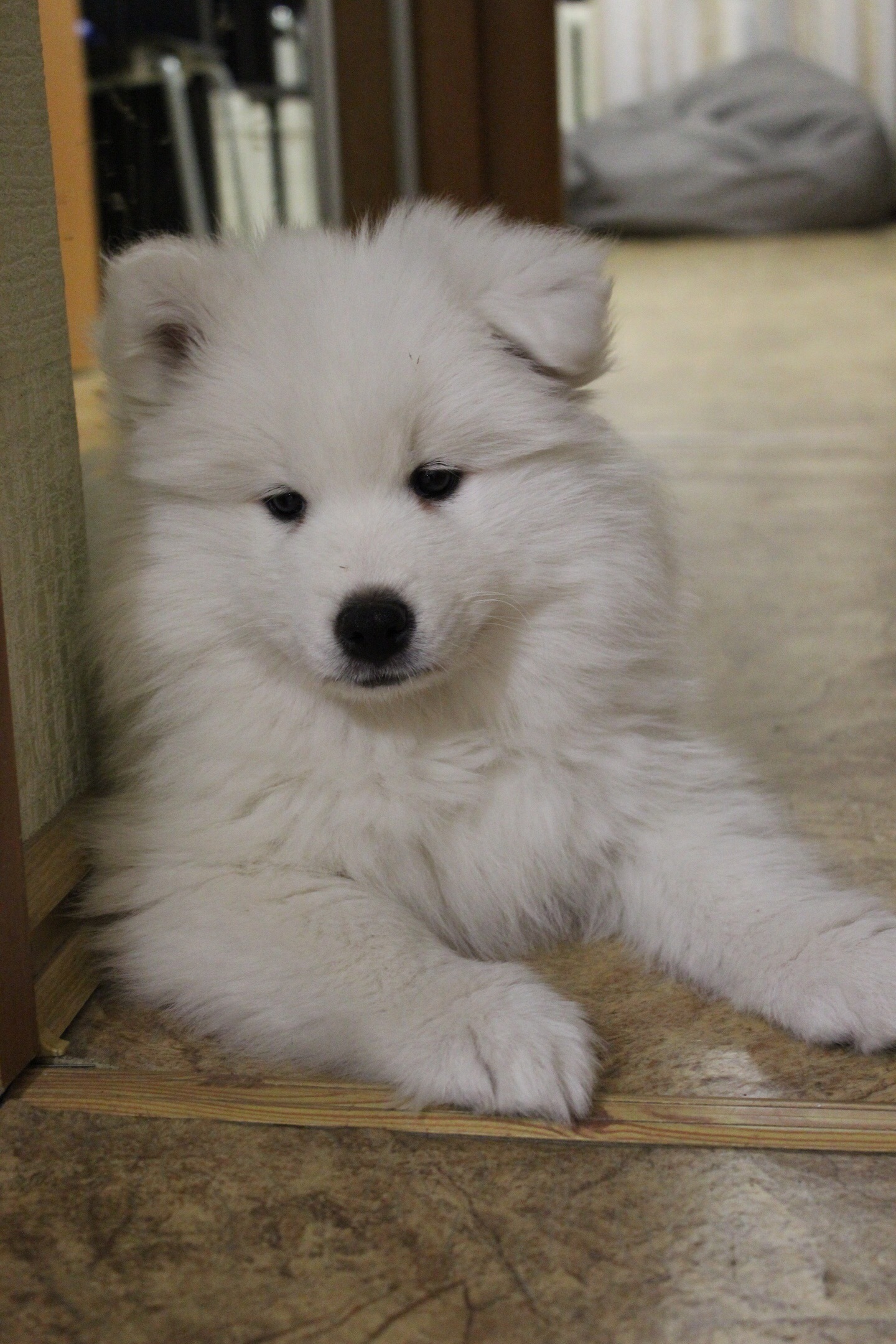 Why Samoyed? - My, Dog, Puppies, Samoyed, Longpost