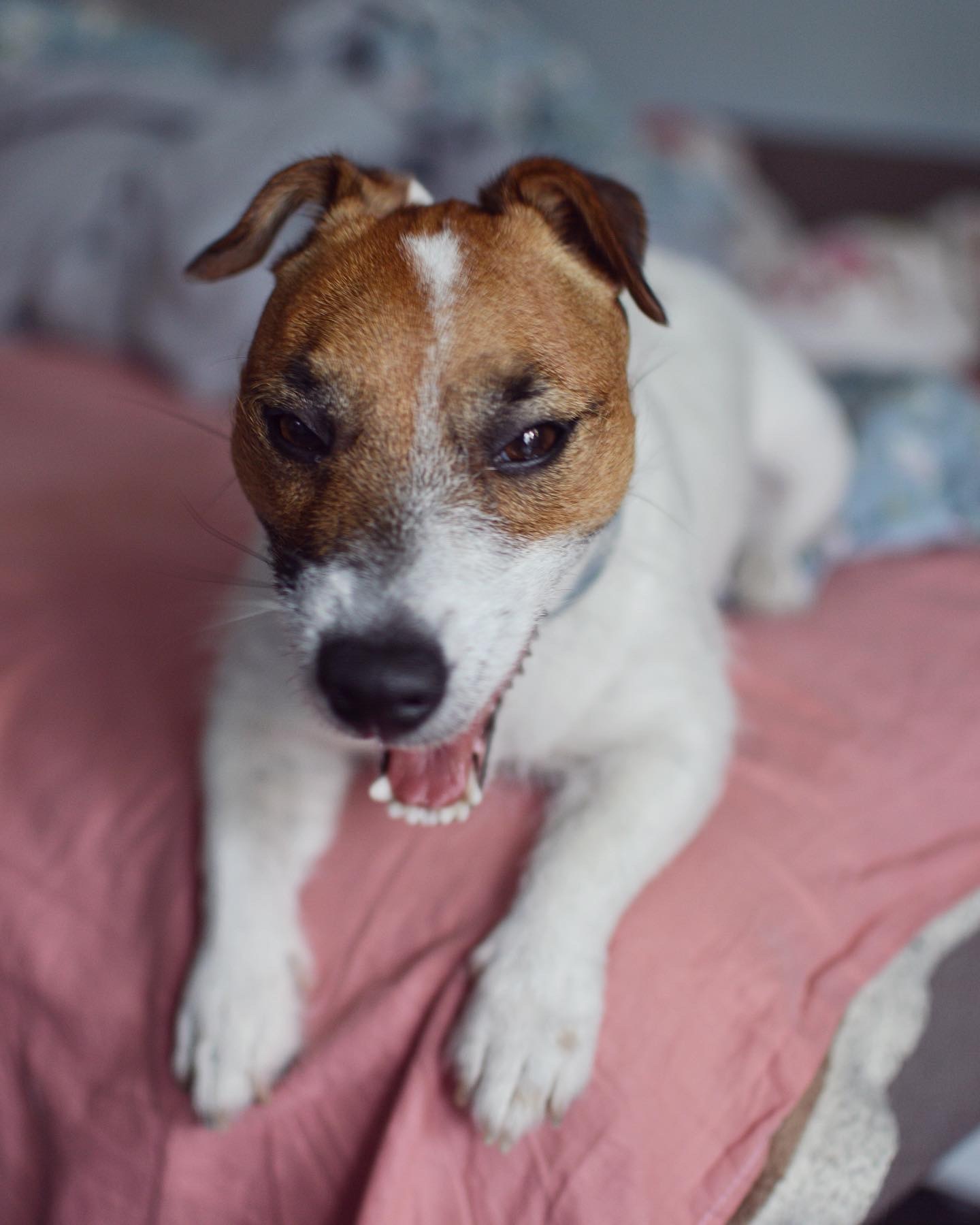 When I yawned during a photo - My, Dog, The photo, Jack Russell Terrier, Yawn