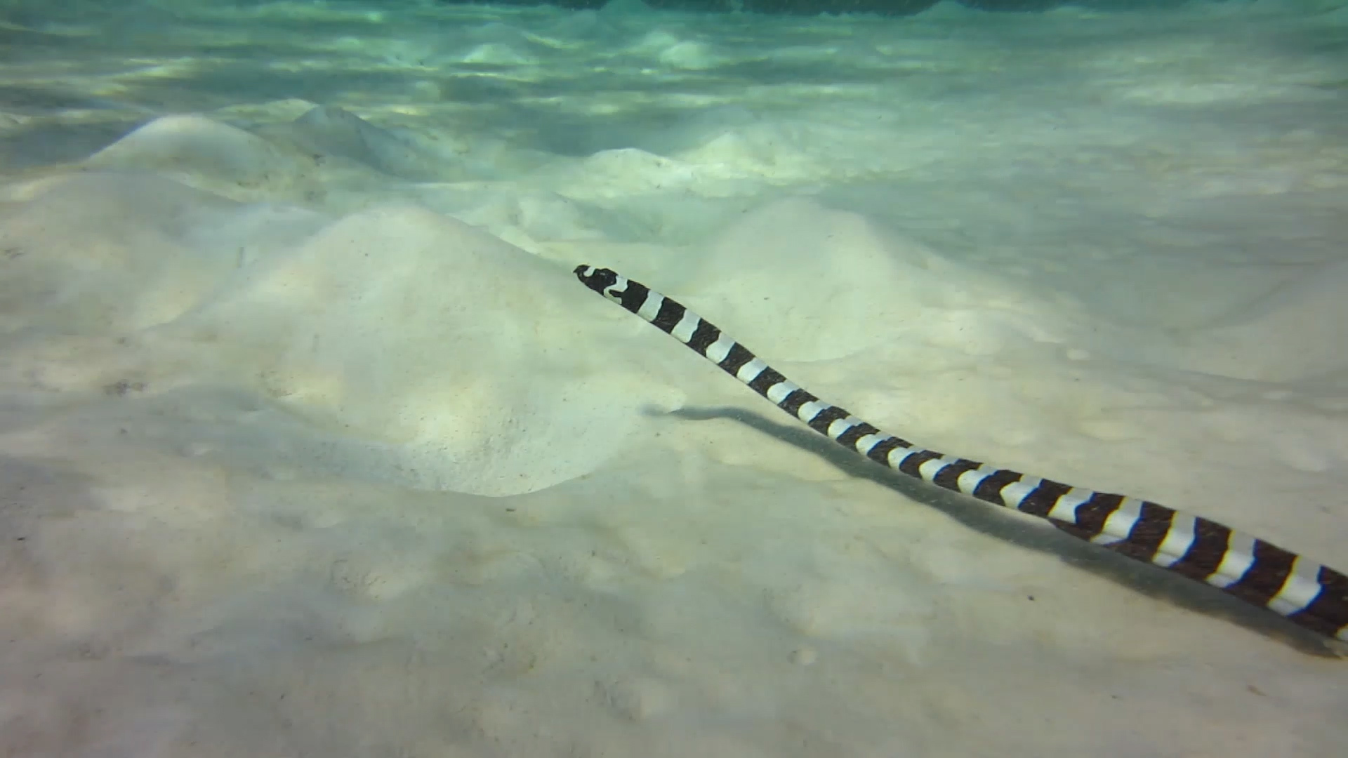 Diving. - My, Thailand, Diving, Phuket, Metal detector, Underwater search, Moray, Video, Longpost, Snake