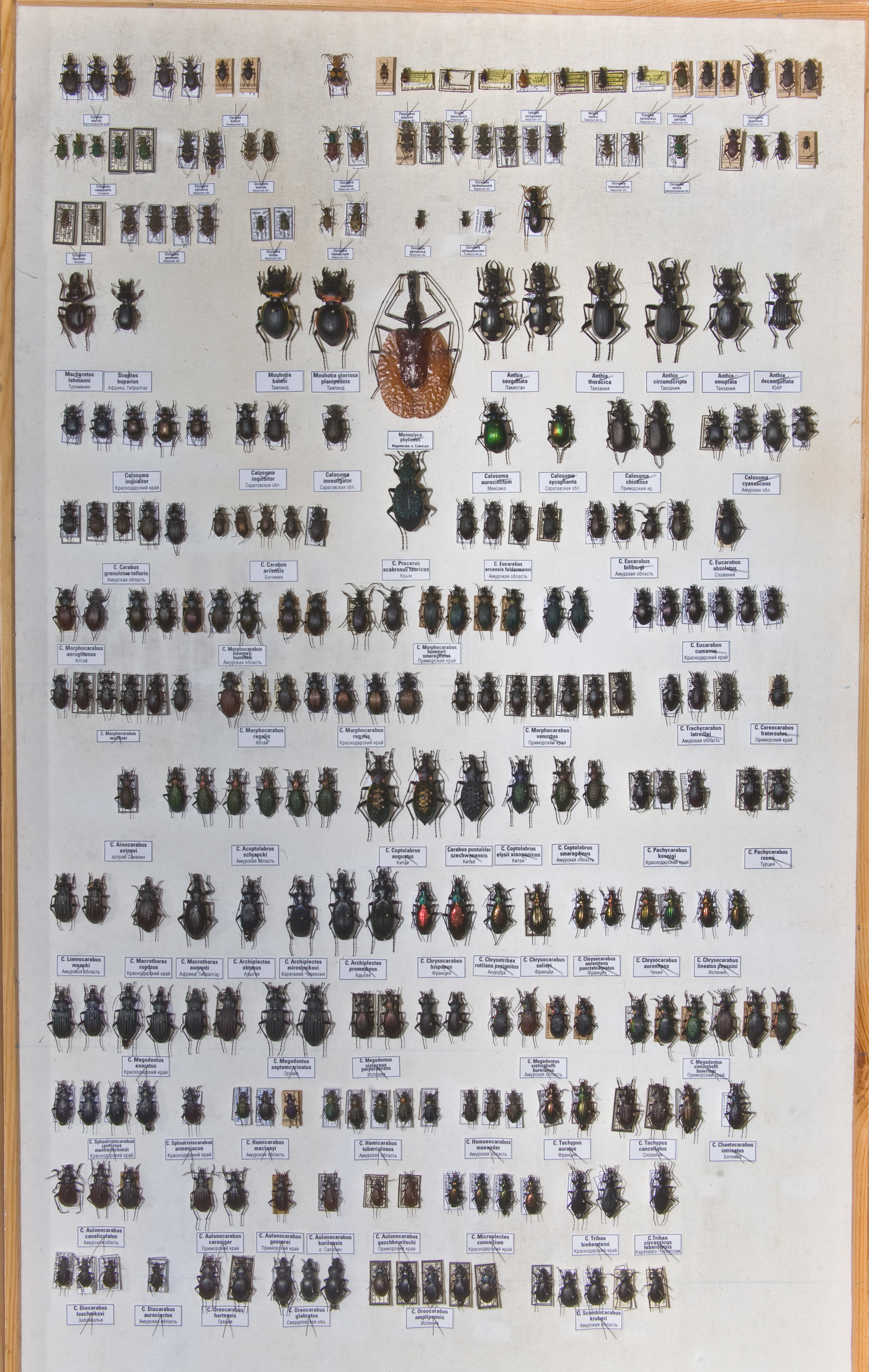 Also a collection - My, Жуки, Entomology, Insects, Longpost, Collection