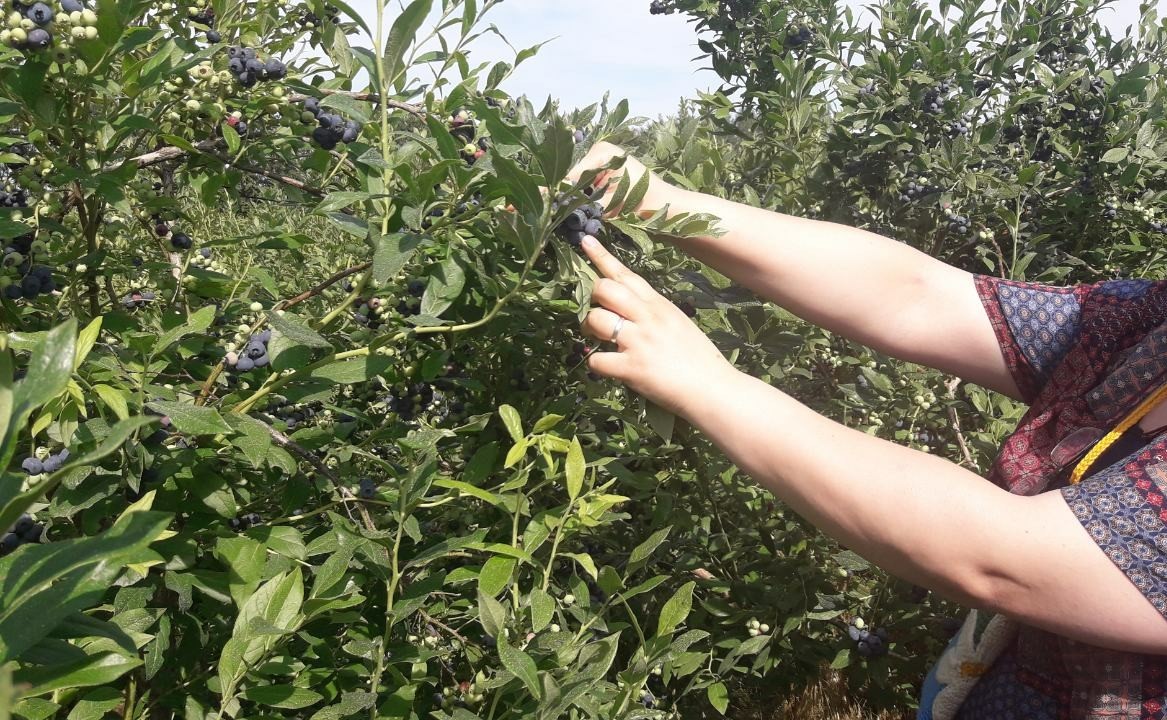 А сегодня в Германии мы собирали голубику... - Моё, Германия, Ягоды, Длиннопост