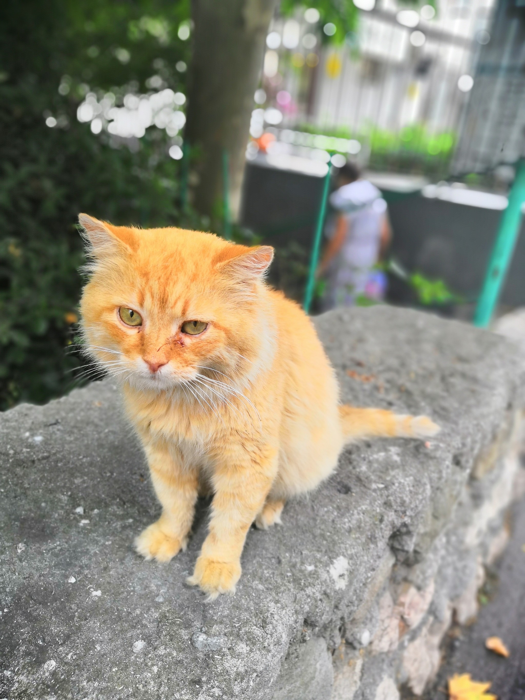 Cats of Yalta - My, Yalta, cat, Catomafia, Animals, Relaxation, Photo on sneaker, Photo hunting, Longpost