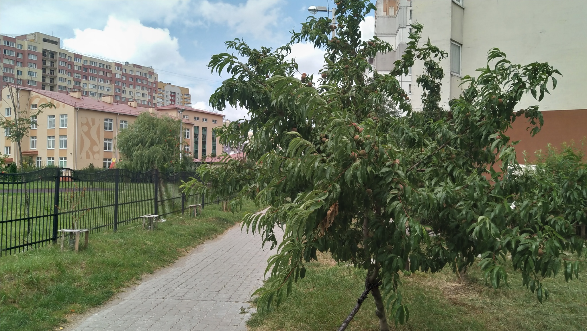 Thought it was only in the south? - My, Kaliningrad, Plants, Unusual, Longpost