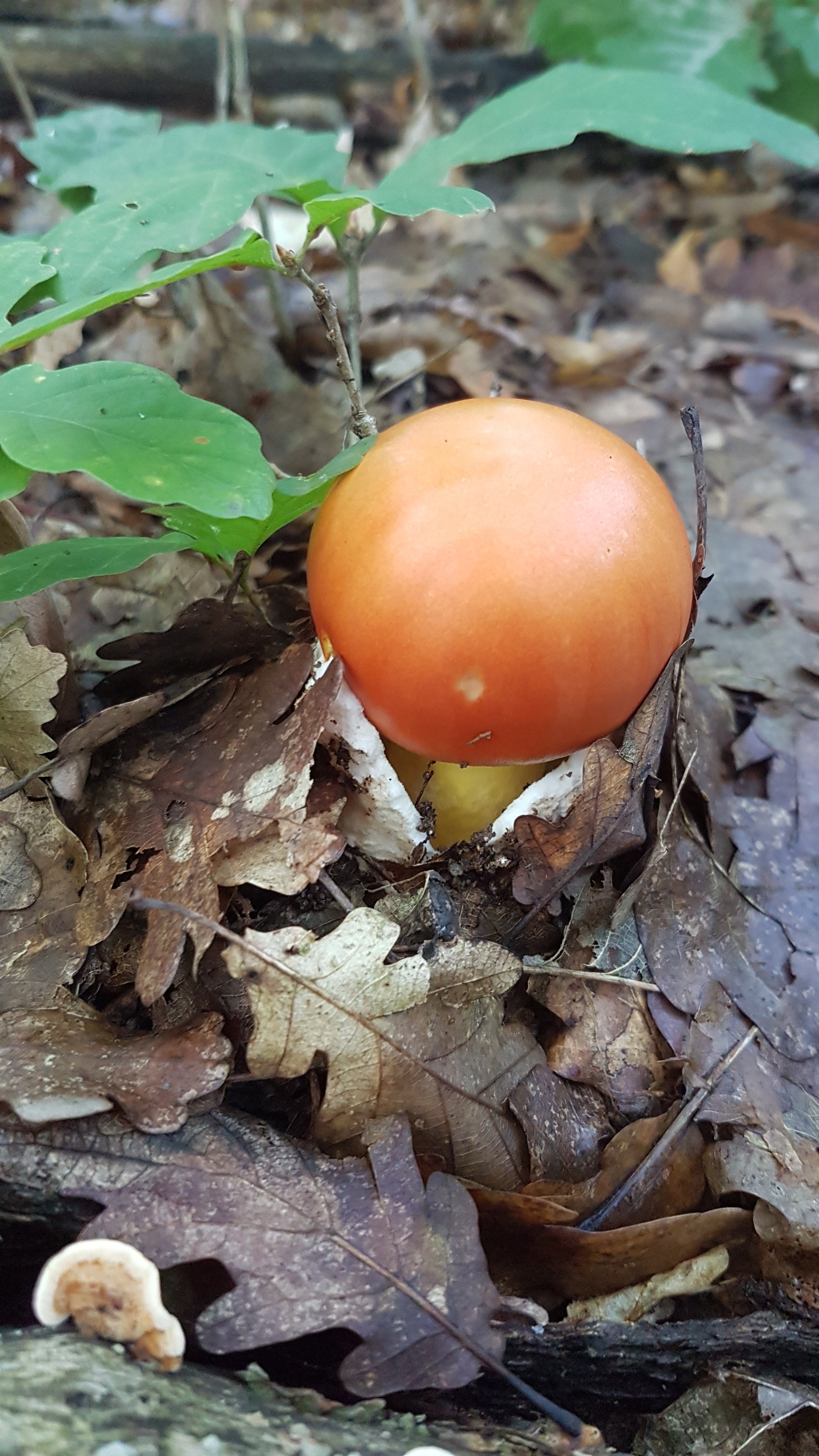 Яичный гриб в краснодарском крае фото