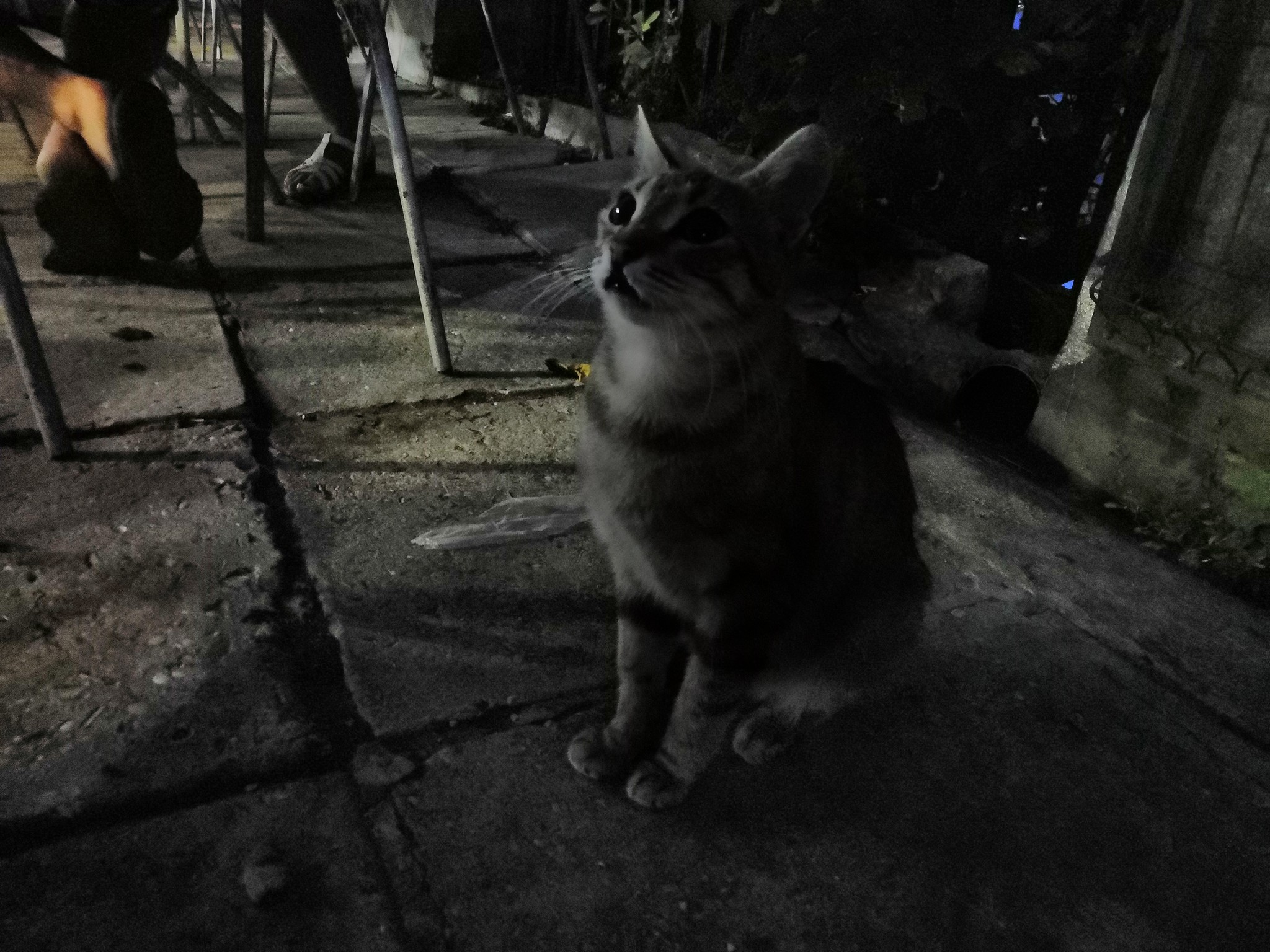 Cats of Yalta - My, Yalta, cat, Catomafia, Animals, Relaxation, Photo on sneaker, Photo hunting, Longpost