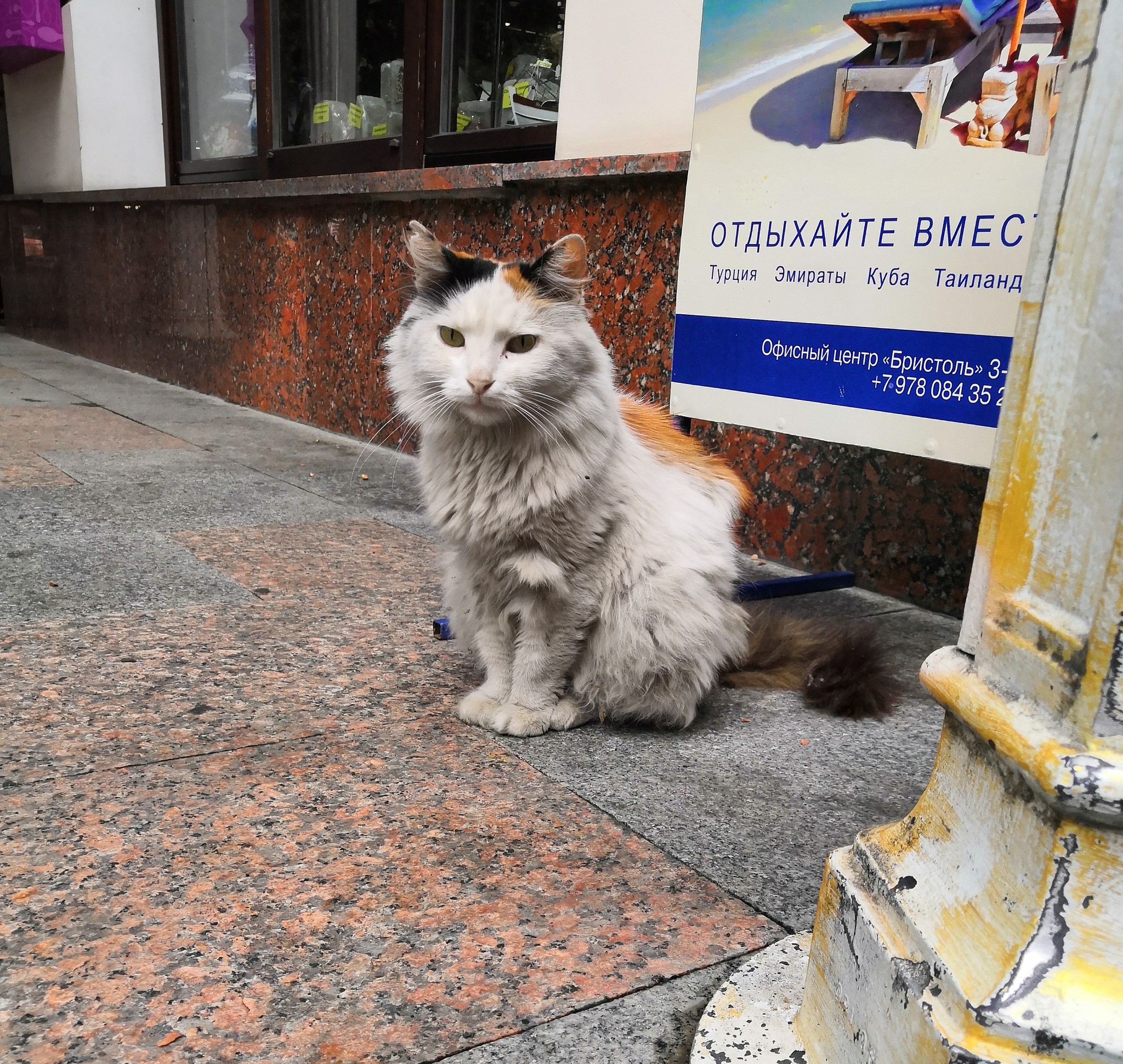 Cats of Yalta - My, Yalta, cat, Catomafia, Animals, Relaxation, Photo on sneaker, Photo hunting, Longpost