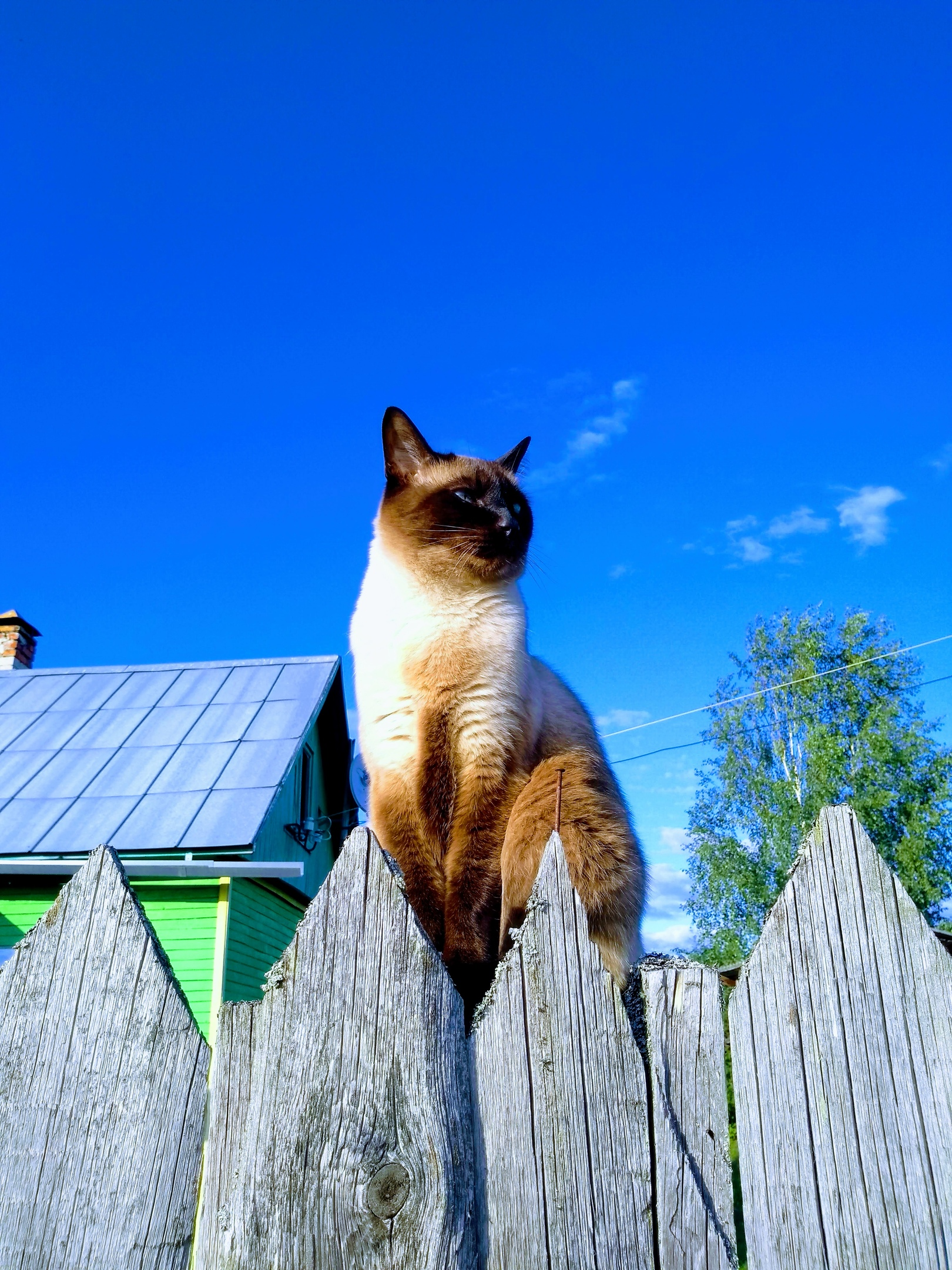 Кот сухарик в деревне - Моё, Кот, Фотография, Деревня