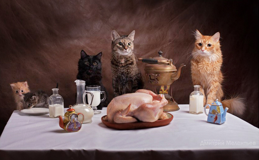 Family dinner - cat, Kittens, Catomafia