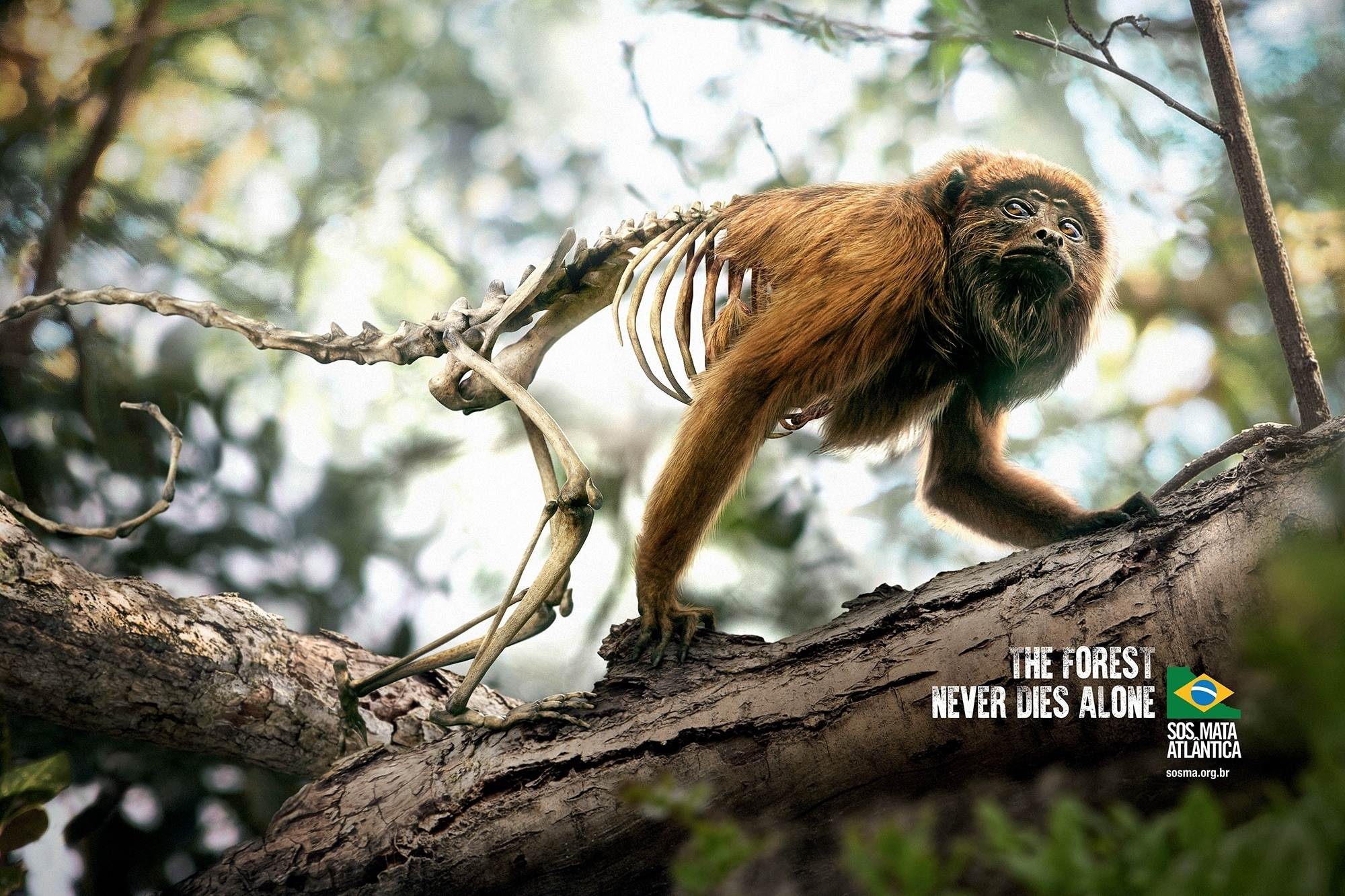 The forest never dies alone. - From the network, Social advertisement, Animals, Nature