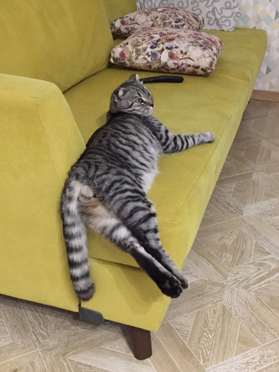 Коржик!!! | Пикабу