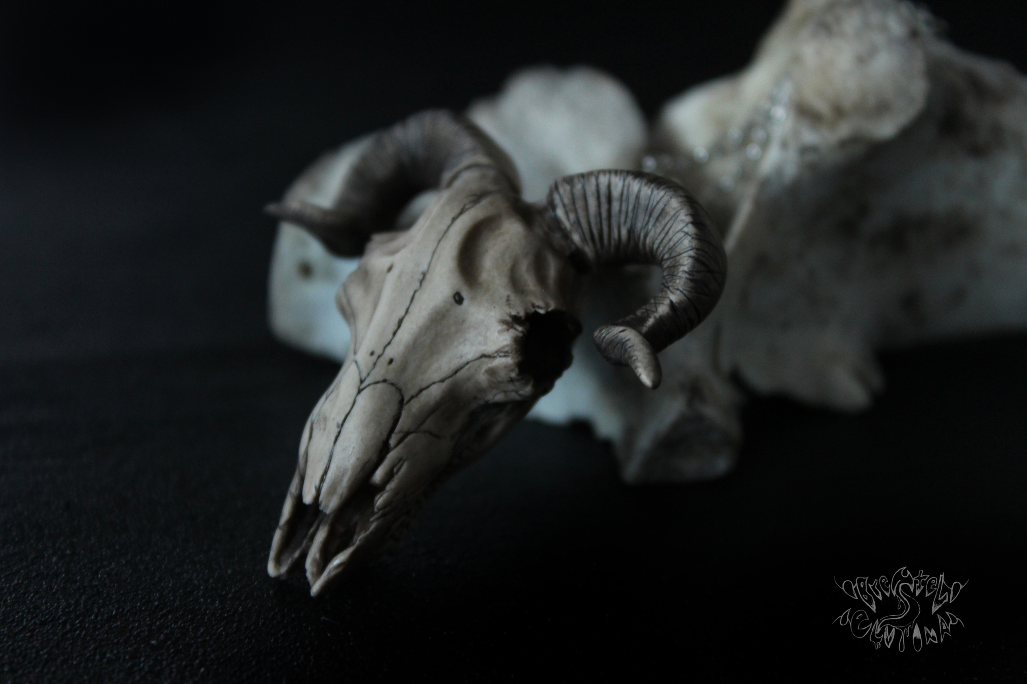 Sheep skull made of polymer clay - My, Polymer clay, , Scull, Needlework without process, Longpost