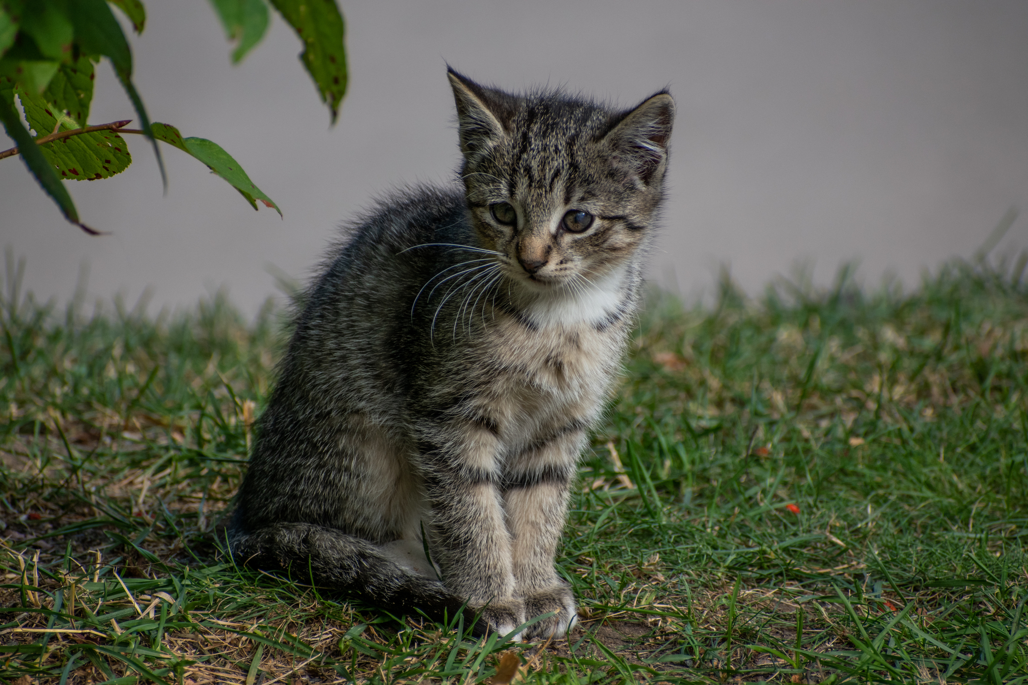 Котята с мамой - Моё, Котомафия, Котята, Кот, Фотография, Длиннопост