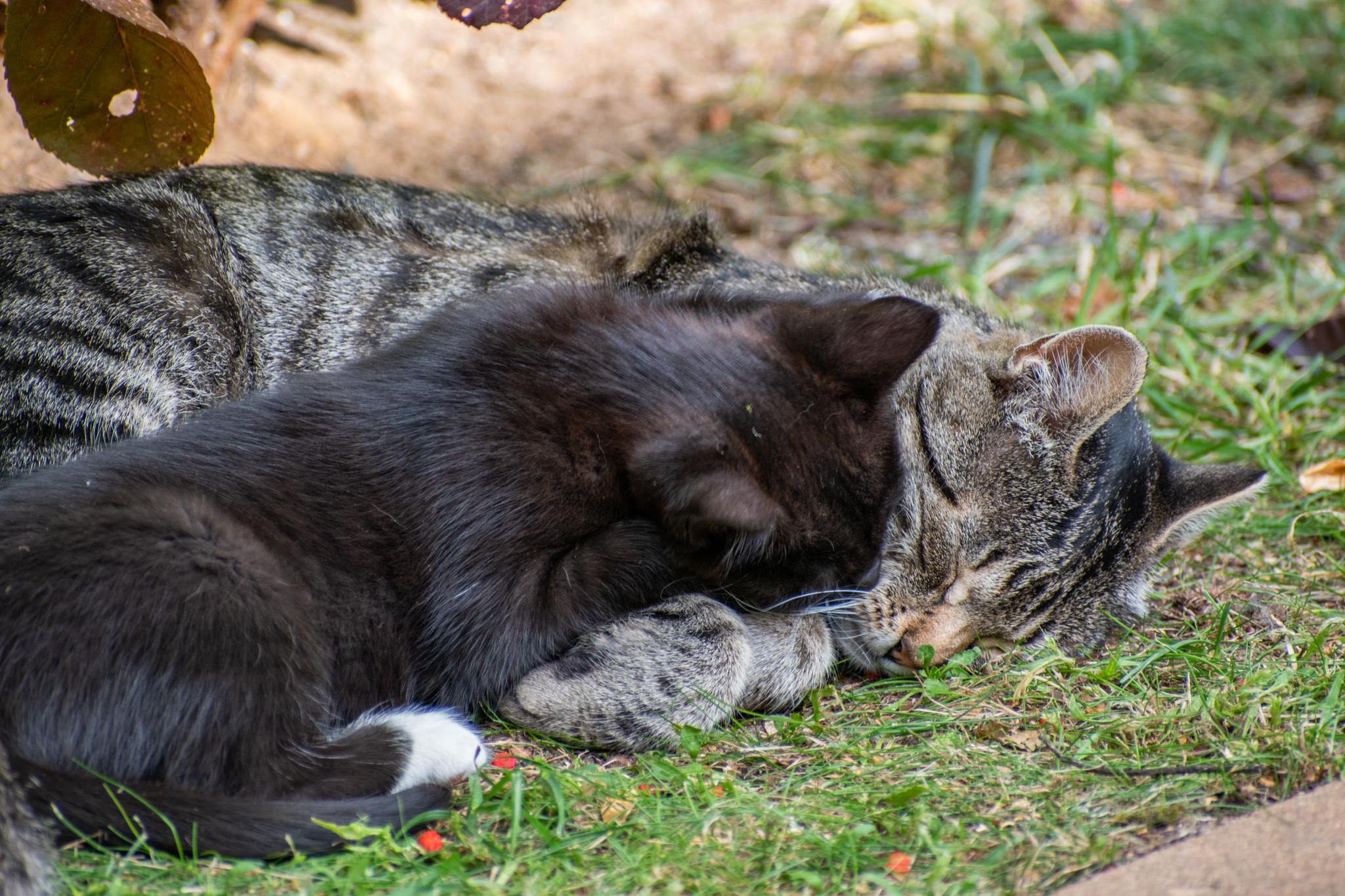 Kittens with mom - My, Catomafia, Kittens, cat, The photo, Longpost